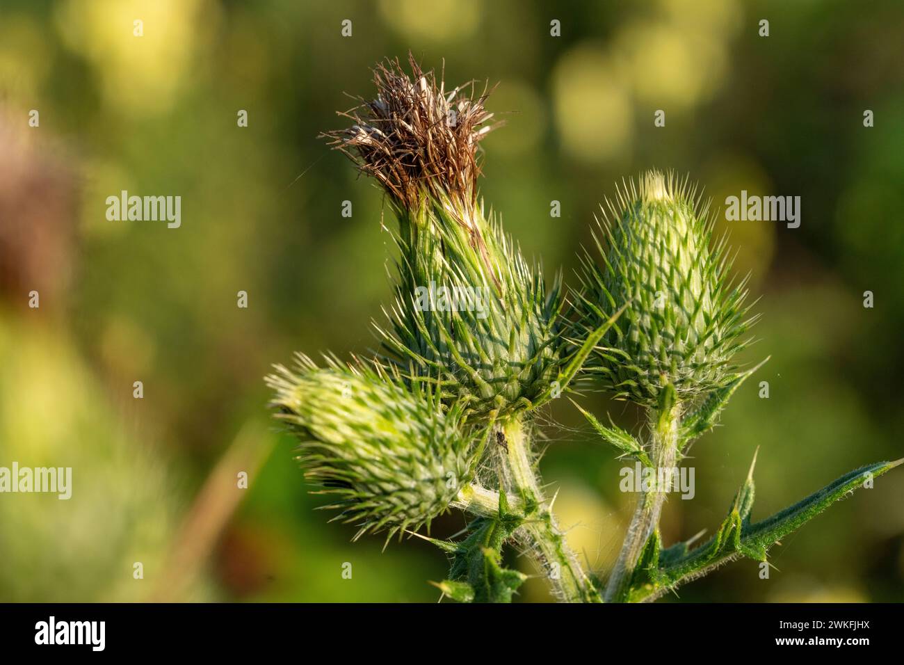 Genus Cirsium Family Asteraceae Plume thistle wild nature flower Stock Photo