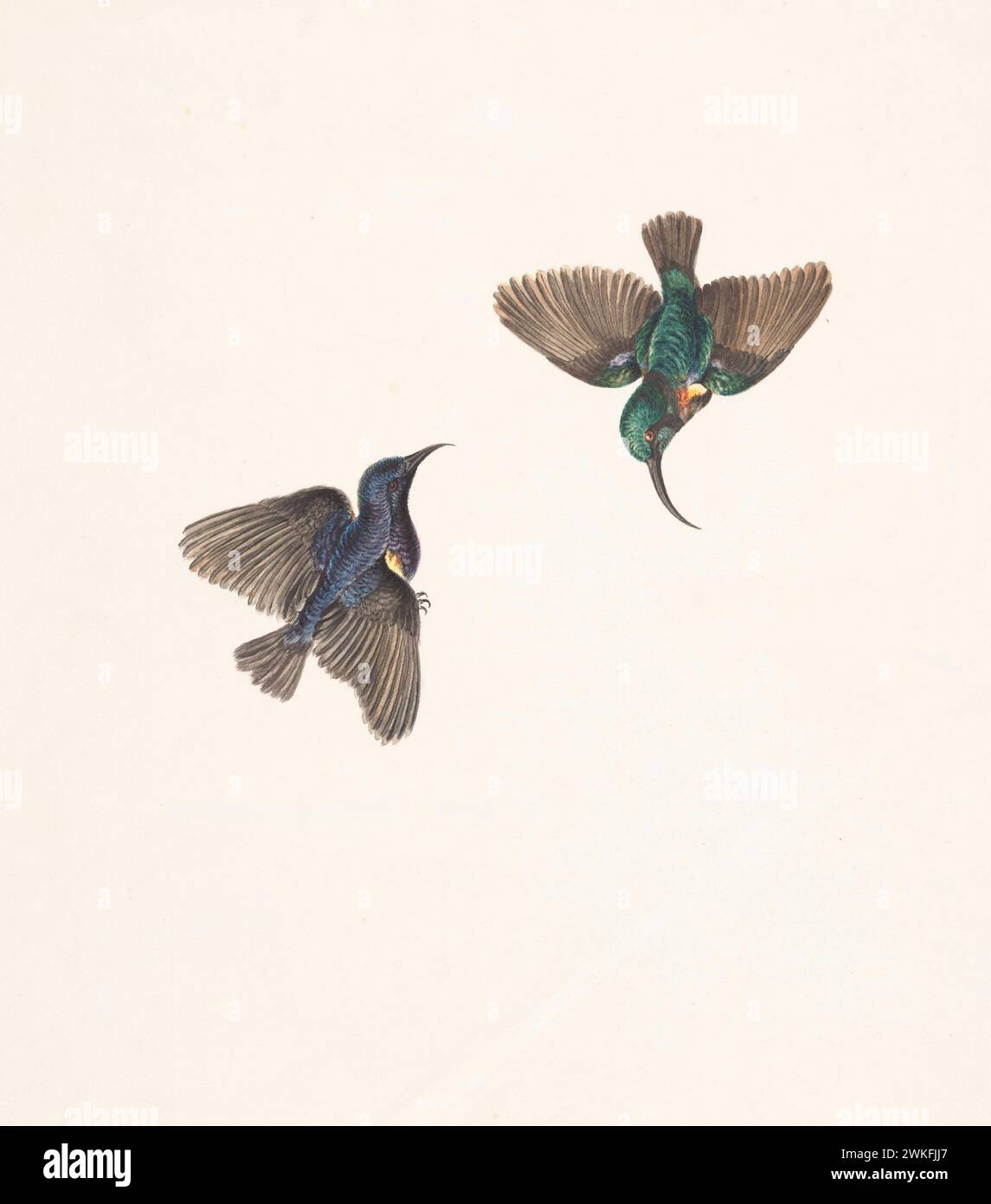 Purple sunbird (Cinnyris asiaticus) and Loten's sunbird (Cinnyris lotenius) by Gwillim Elizabeth in 1801 Stock Photo