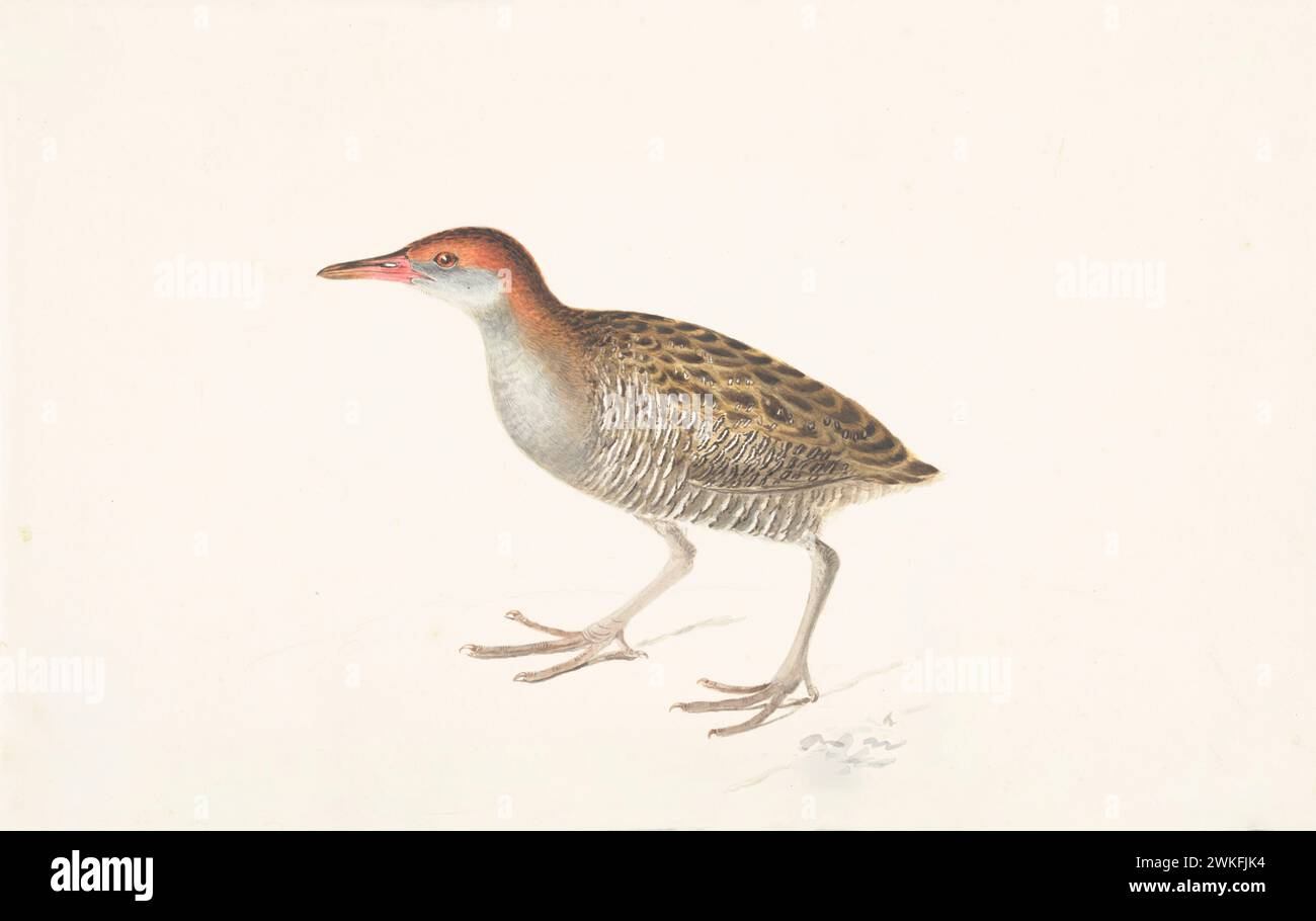 Blue-breasted banded rail (Rallus striatus) by Gwillim Elizabeth in 1801 Stock Photo