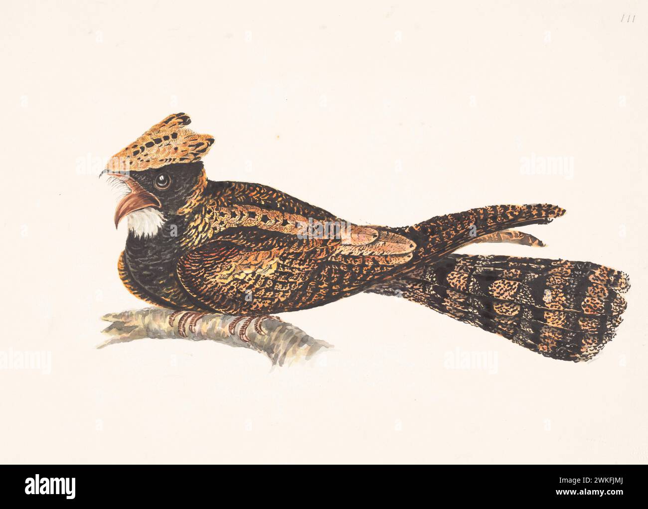 Great Eared Nightjar (Lyncornis macrotis bourdilloni) by Gwillim, Elizabeth in 1801 Stock Photo