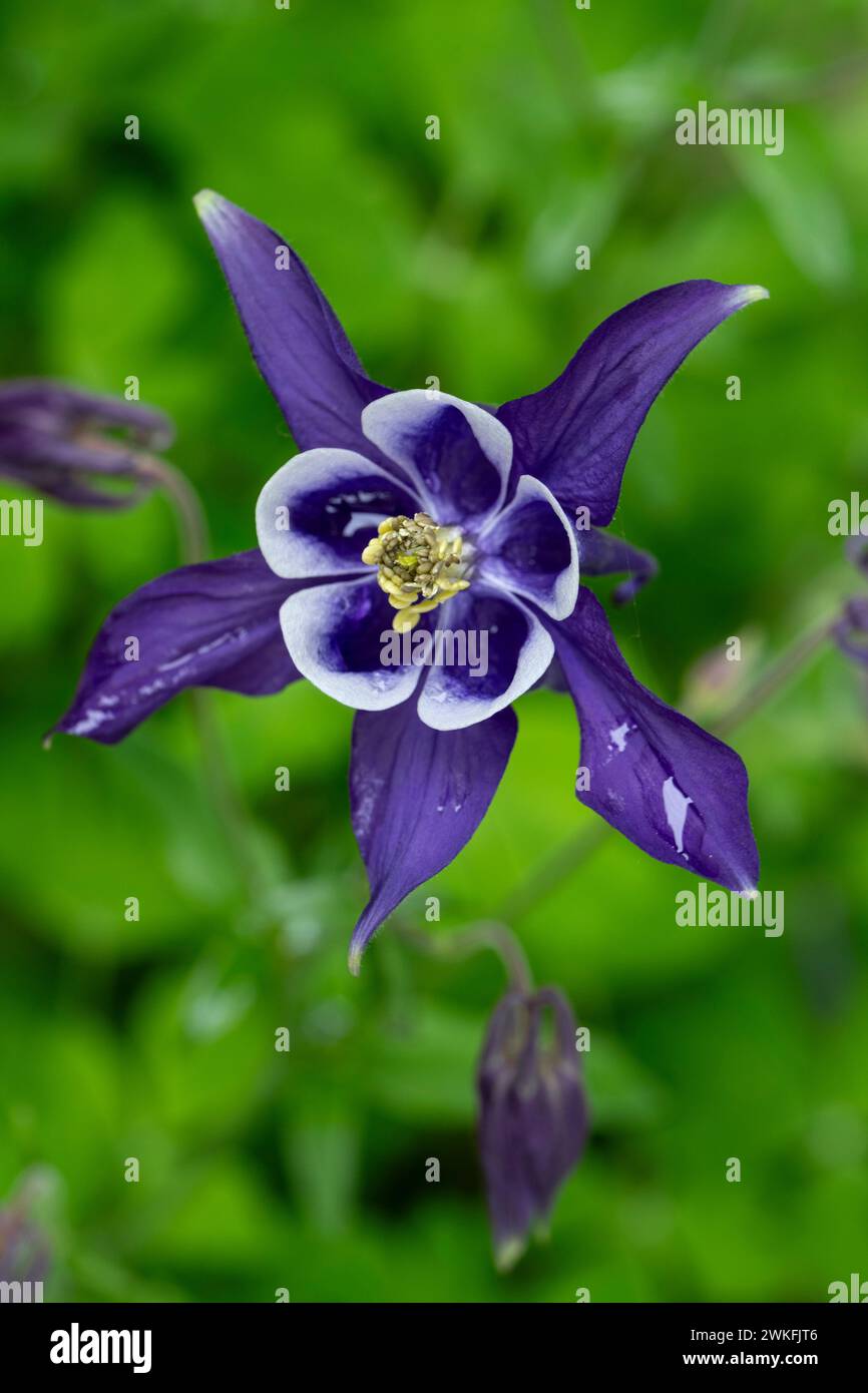 Aquilegia vulgaris, common columbine, growing in cottage garden, dark purple or blue Stock Photo