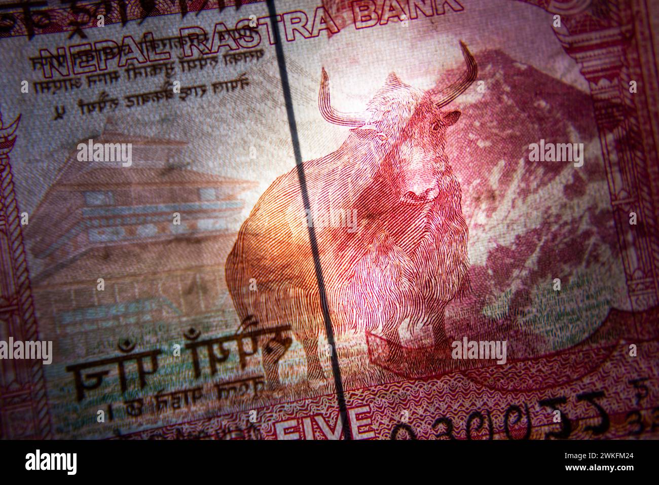 Indian currency notes with an oxen's image Stock Photo