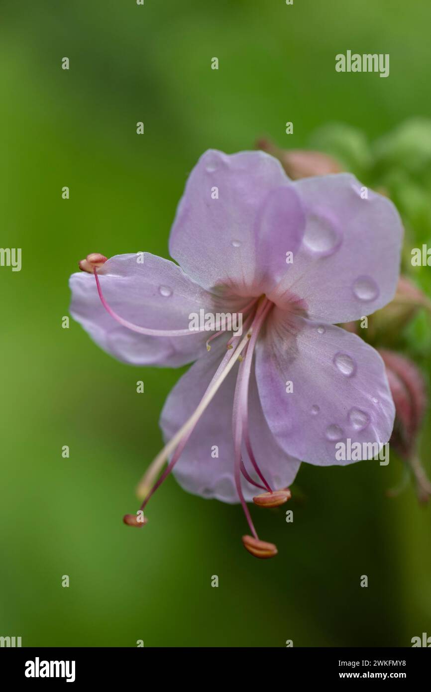 lose-up shot of geranium macrorrhizum, rock crane'-bill geraniaceae woith water droplets on flower Stock Photo