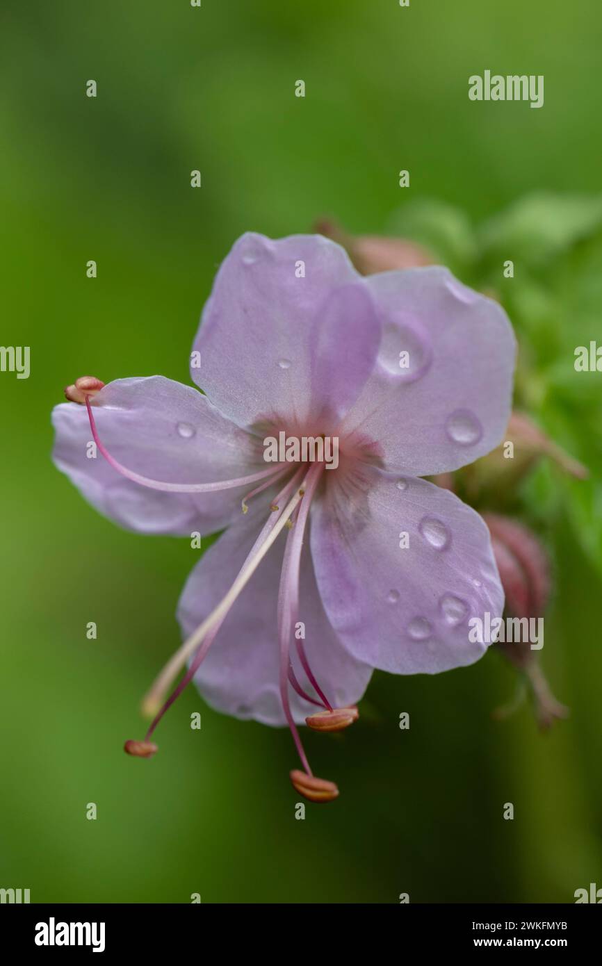 lose-up shot of geranium macrorrhizum, rock crane'-bill geraniaceae woith water droplets on flower Stock Photo