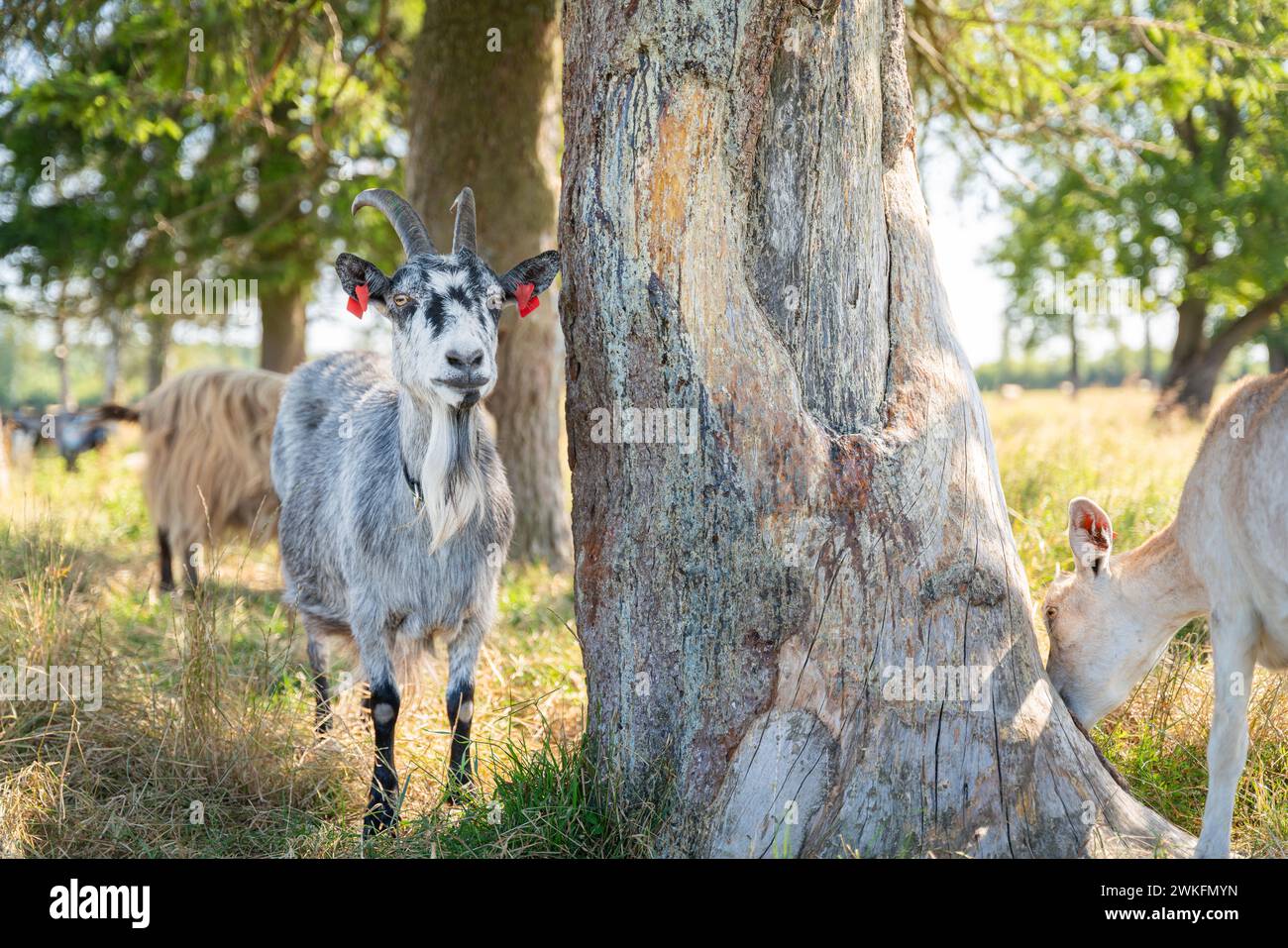 Domestic goat (Capra hircus) standing in the shade of tree. Domestic goats in the shade of trees on a hot summer day. Stock Photo