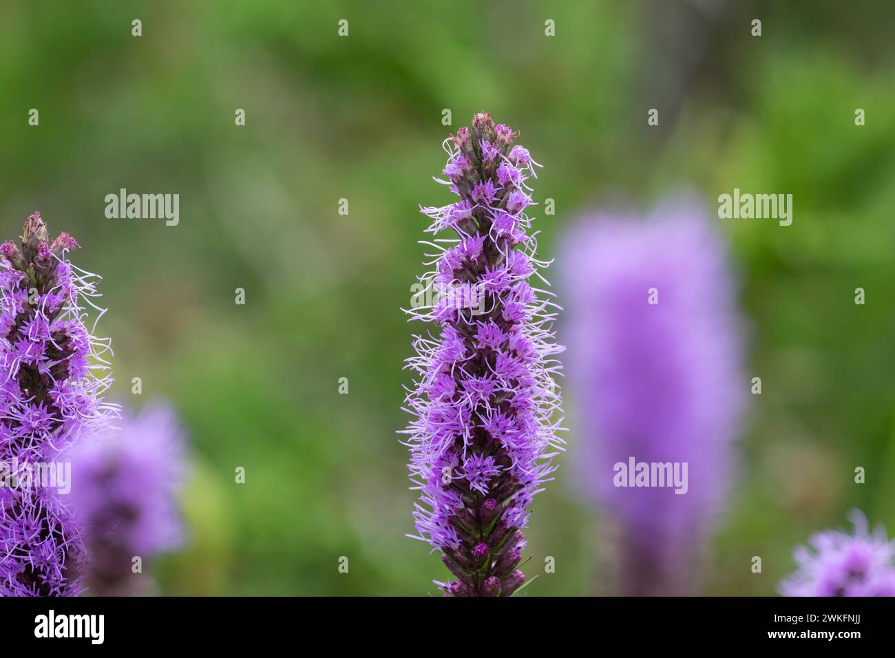 Liatris pycnostachya, Prairie Blazing Star,tall slim lavender colored flower growing in cottage garden Stock Photo