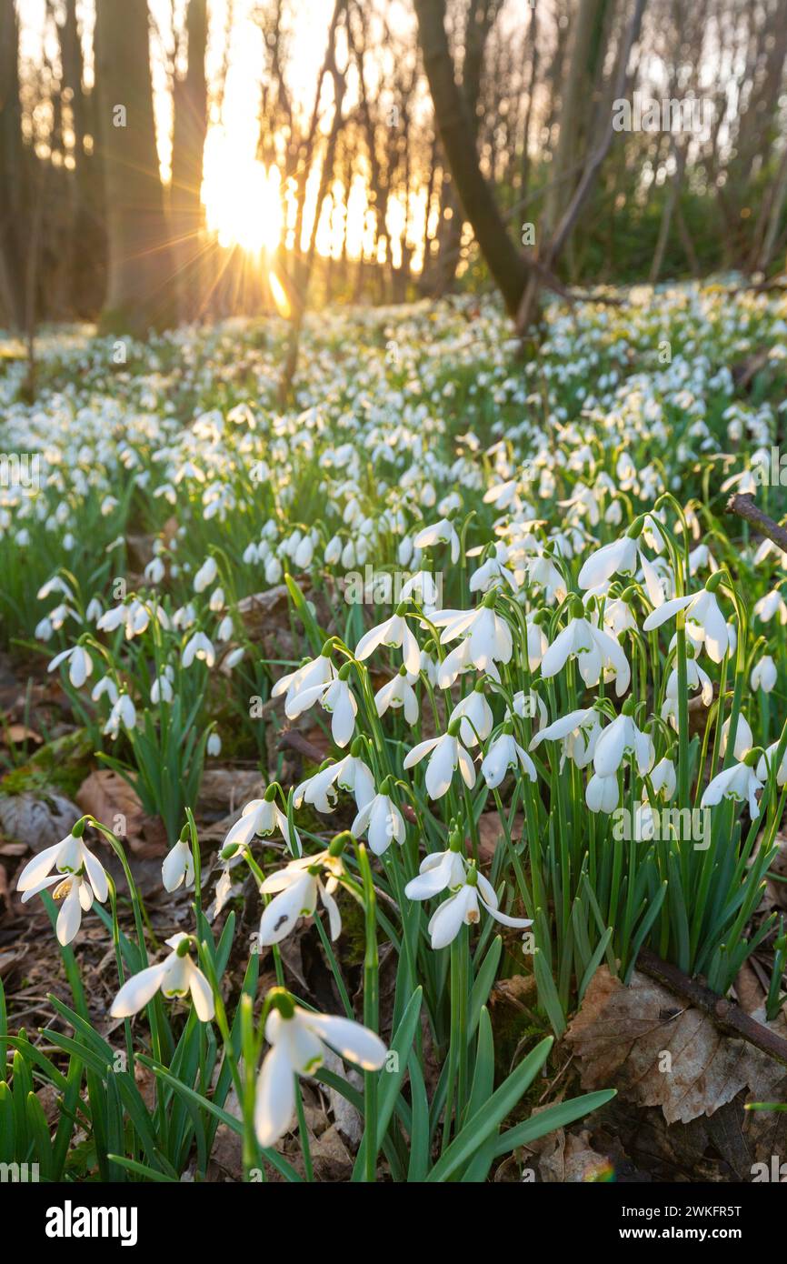 Close up of snowdrops in a Scottish woodland. Stock Photo