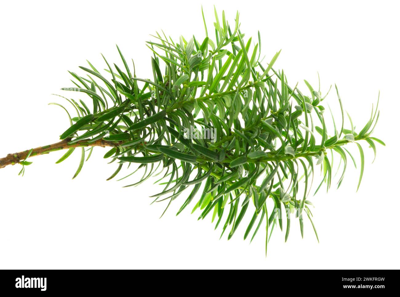 Japanese yew berries. Taxaceae evergreen conifer. The berries are used for raw food and fruit wine, but the seeds are toxic, and wood is used for craf Stock Photo