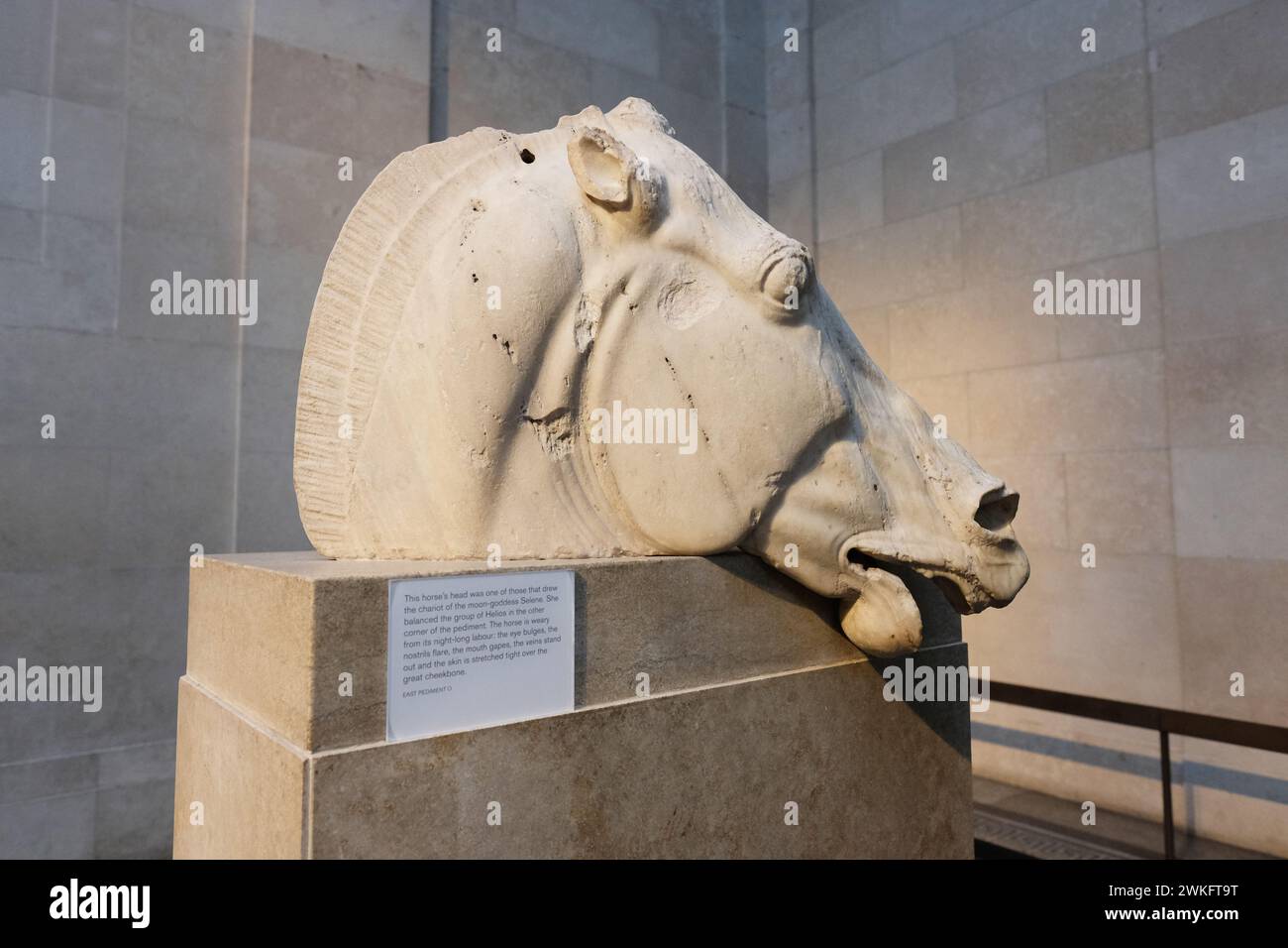 A Selene Horse among the Elgin Marbles, ancient Greek sculptures from the Parthenon in Athens on display at the British Museum in London UK Stock Photo