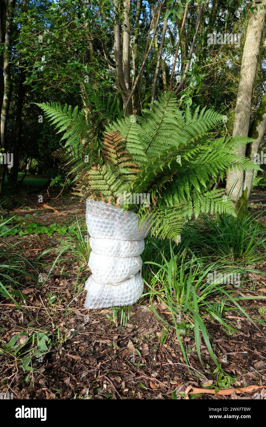 Fern protected by bubblewrap as insulation against winter weather and frosts in UK - photo February 2024 Stock Photo