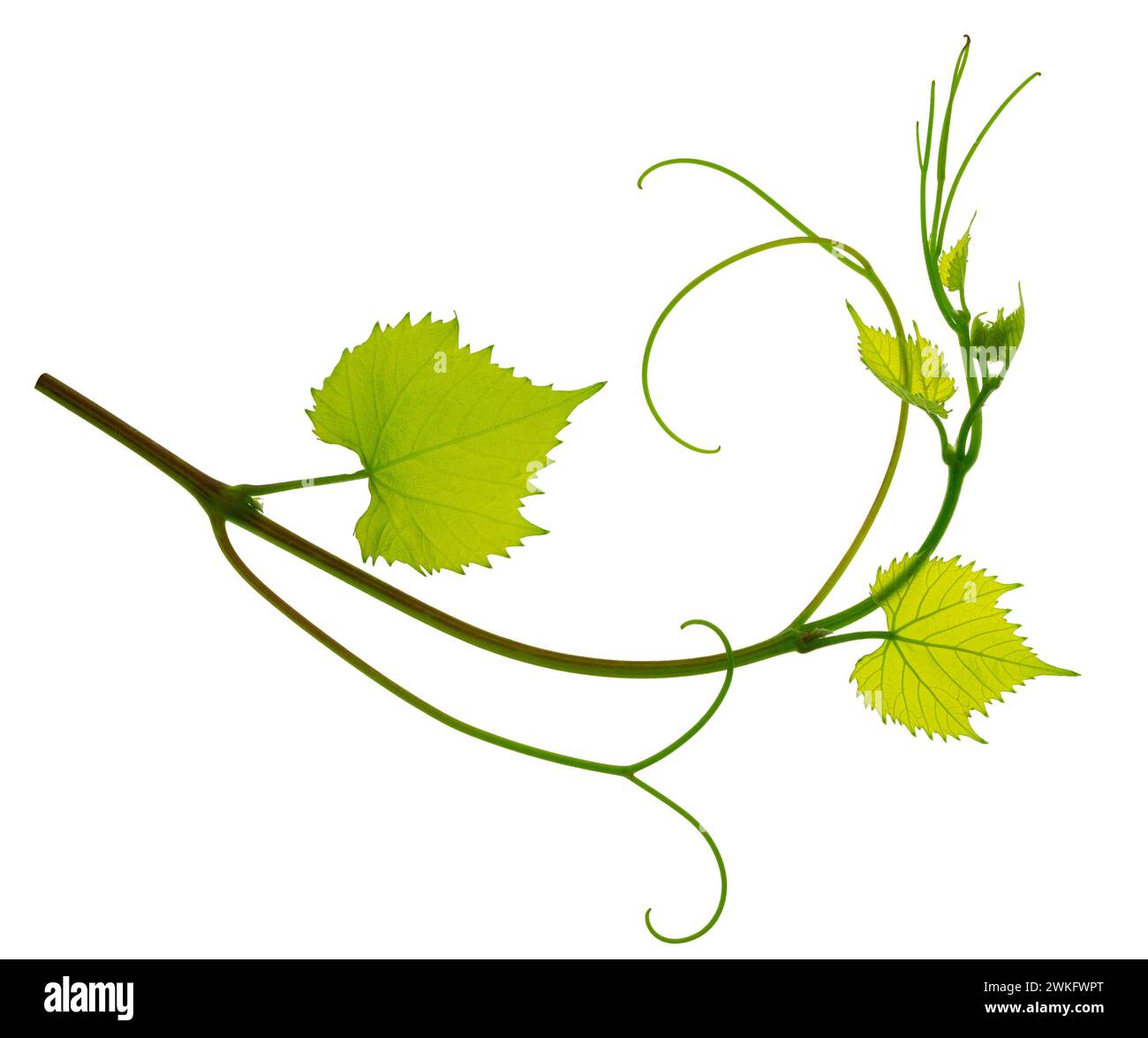 Fresh Green grape vine branch leaves. Greenery. Vine branch, isolated