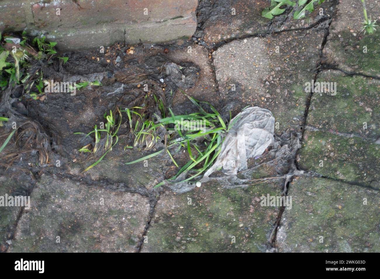 Chalfont St Peter, UK. 19th February, 2024. Raw sewage on a path in