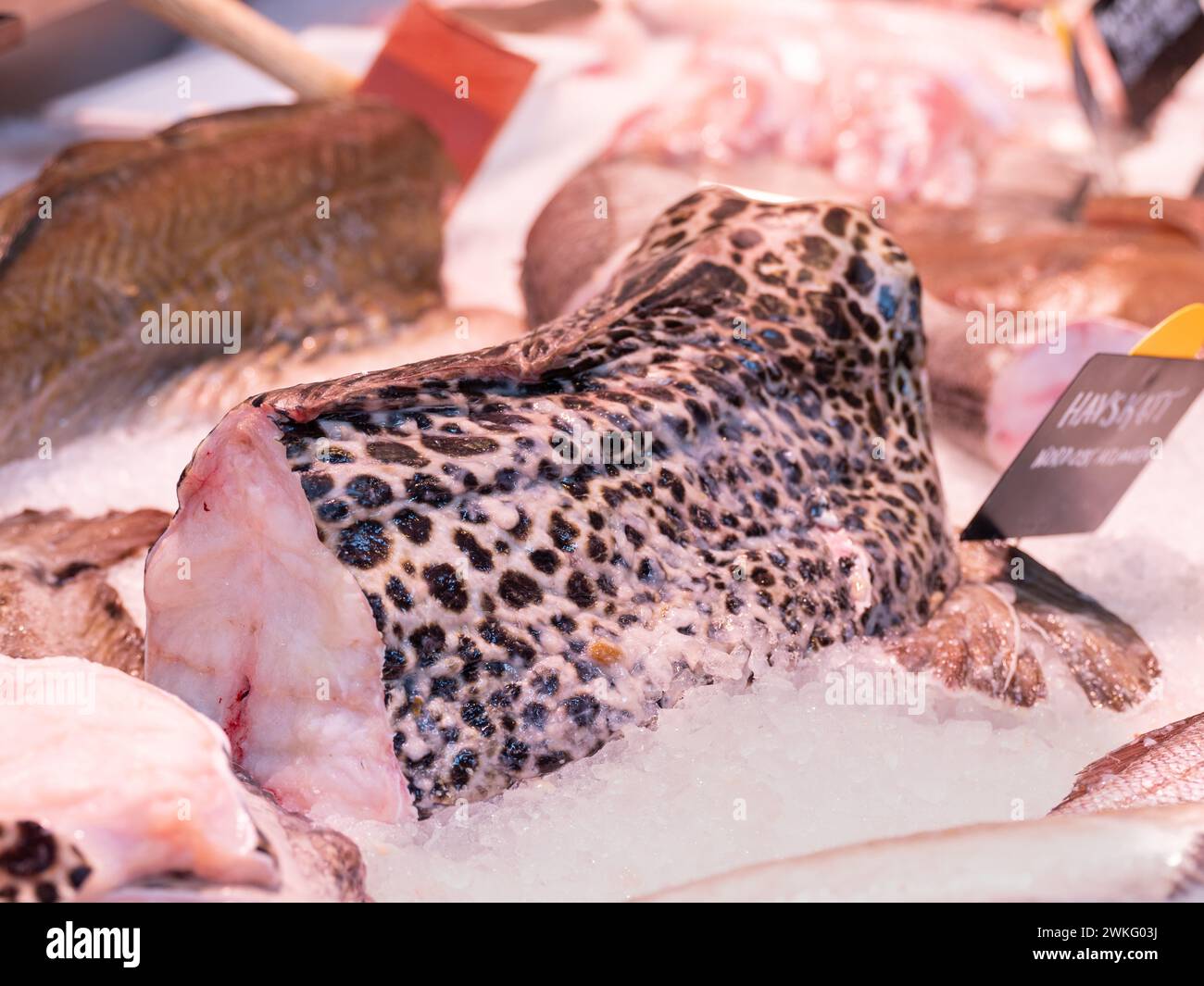 Piece of wolffish laying in ice in a fish market Stock Photo