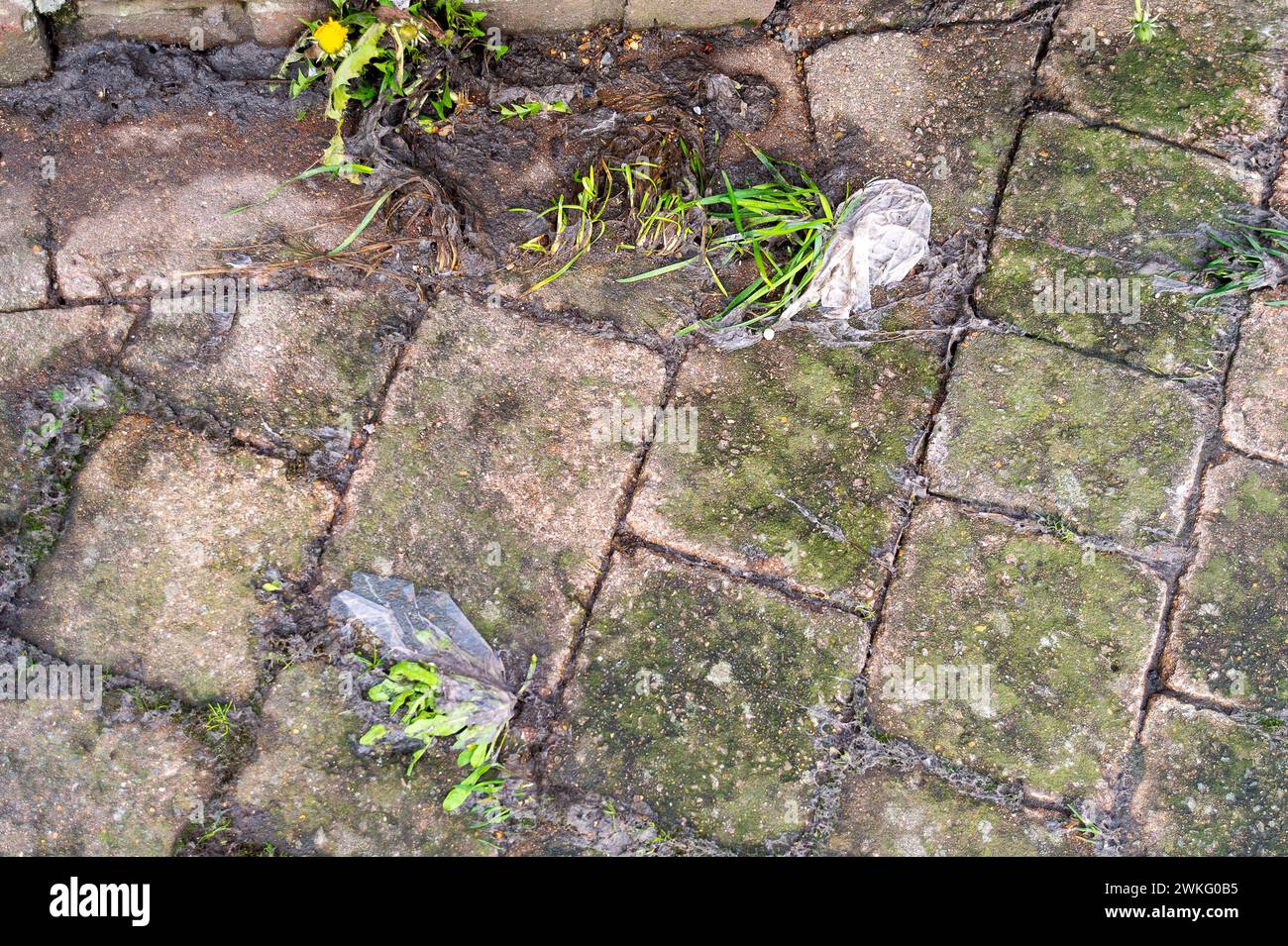 Chalfont St Peter, UK. 19th February, 2024. Raw sewage on a path in