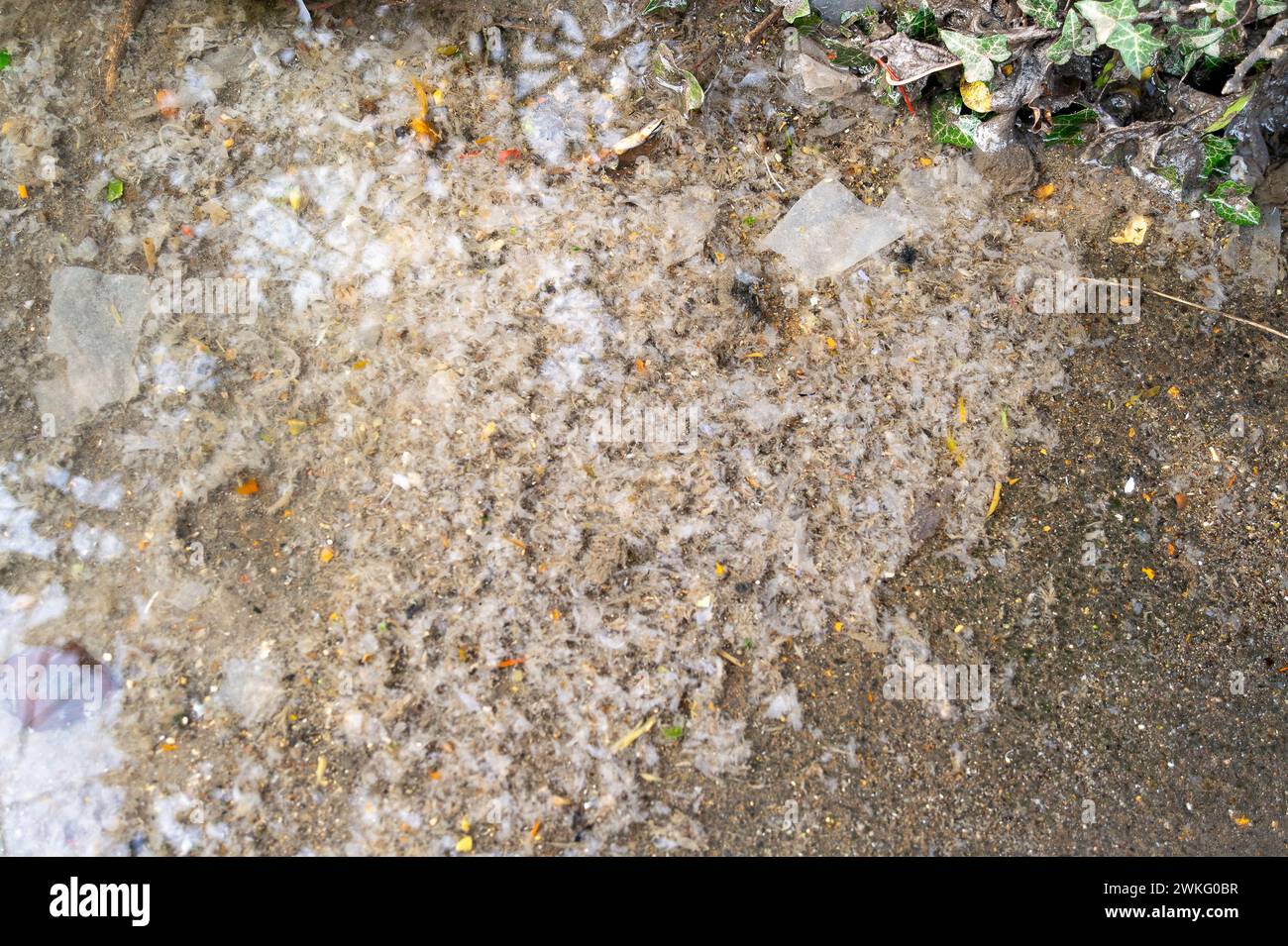 Chalfont St Peter, UK. 19th February, 2024. Raw sewage floats in the