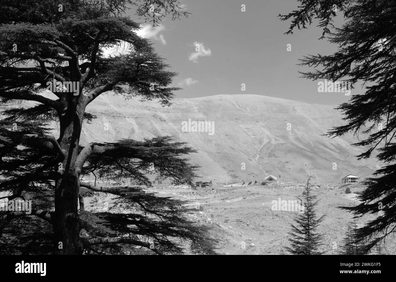 Cedar of lebanon Black and White Stock Photos & Images - Alamy