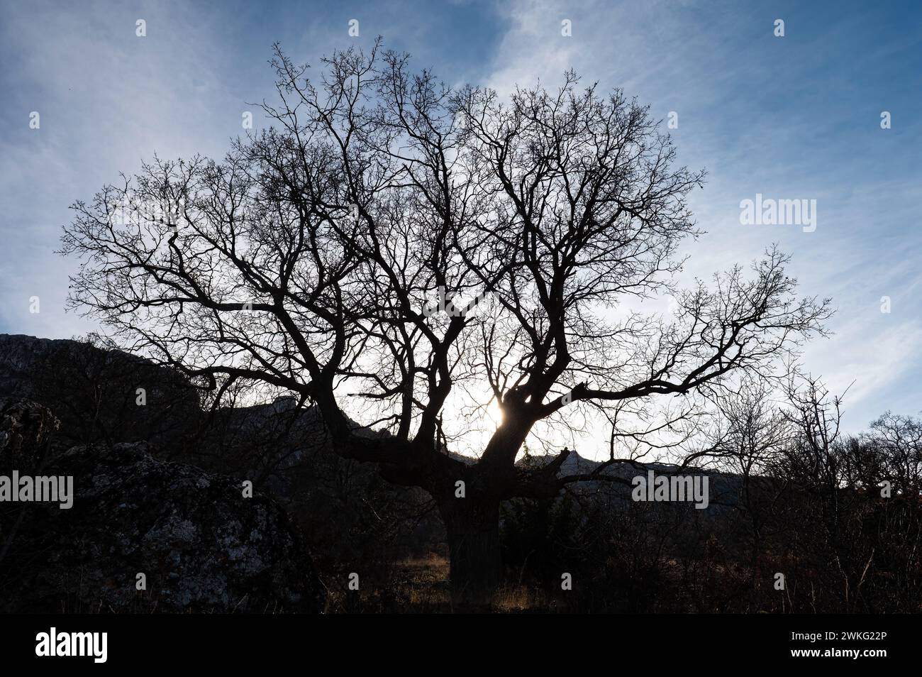 Silhouette of old oak tree at sunset Stock Photo - Alamy