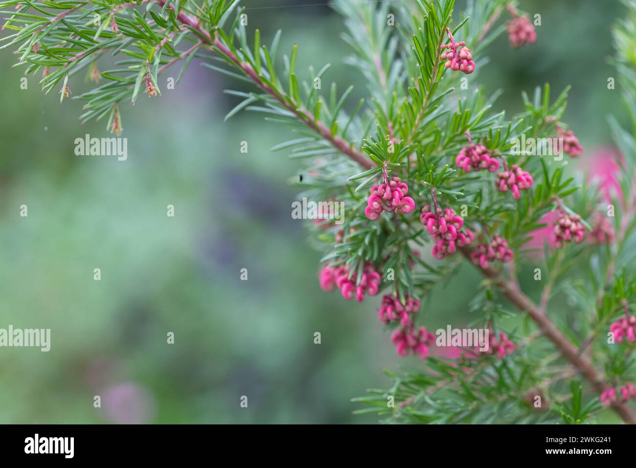 Close up of woolly grevillea (grevillea lanigera) flowers in bloom Stock Photo