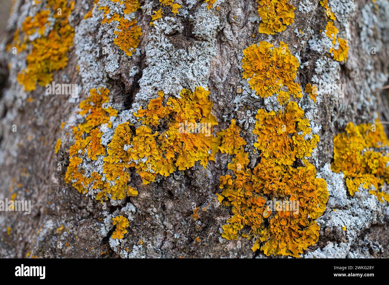 Colorful lichens on tree trunk hi-res stock photography and images - Alamy