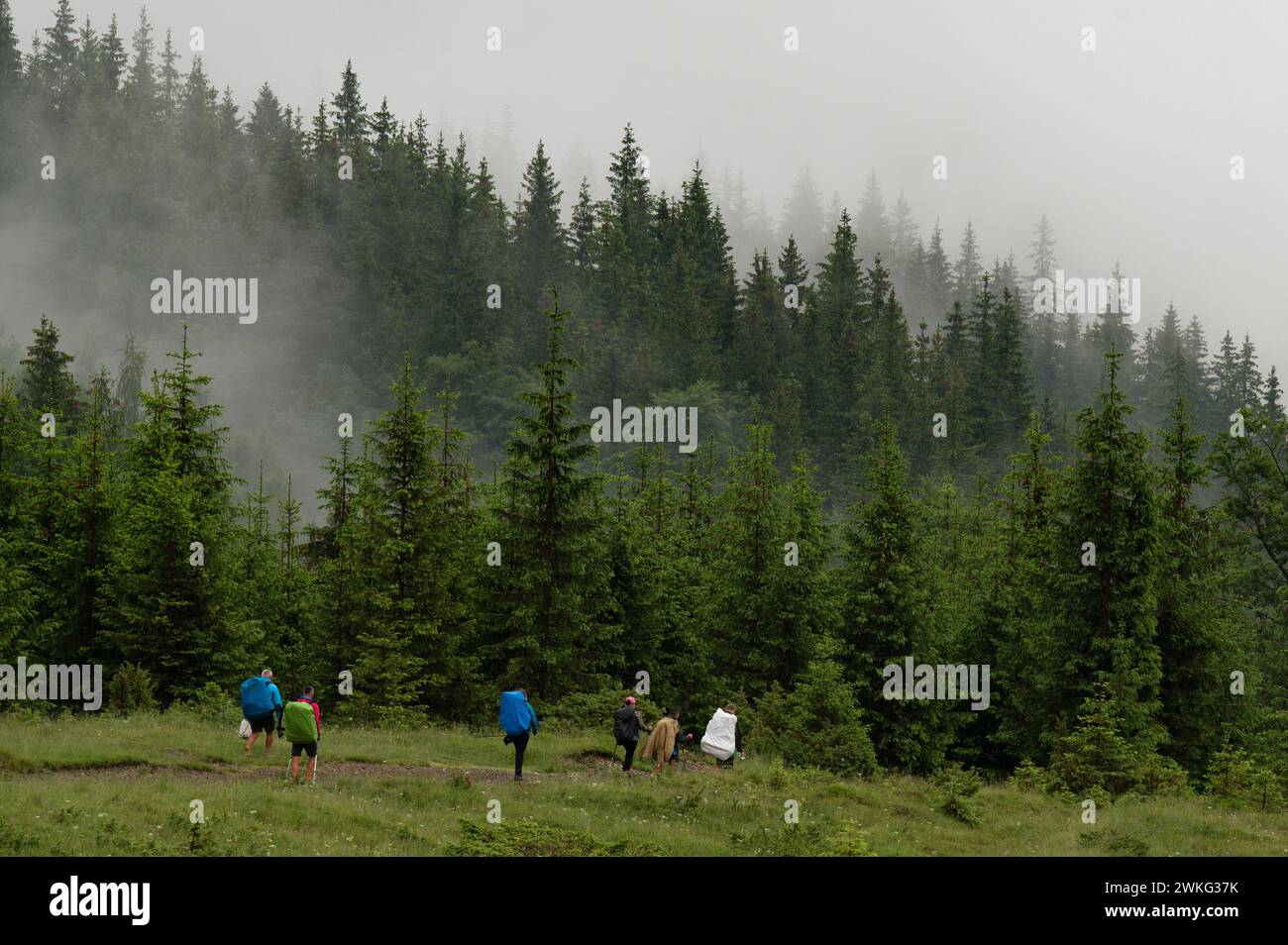 A tourist goes to the mountains in the rain and fog, unfavorable weather in the mountains for tourists. Stock Photo