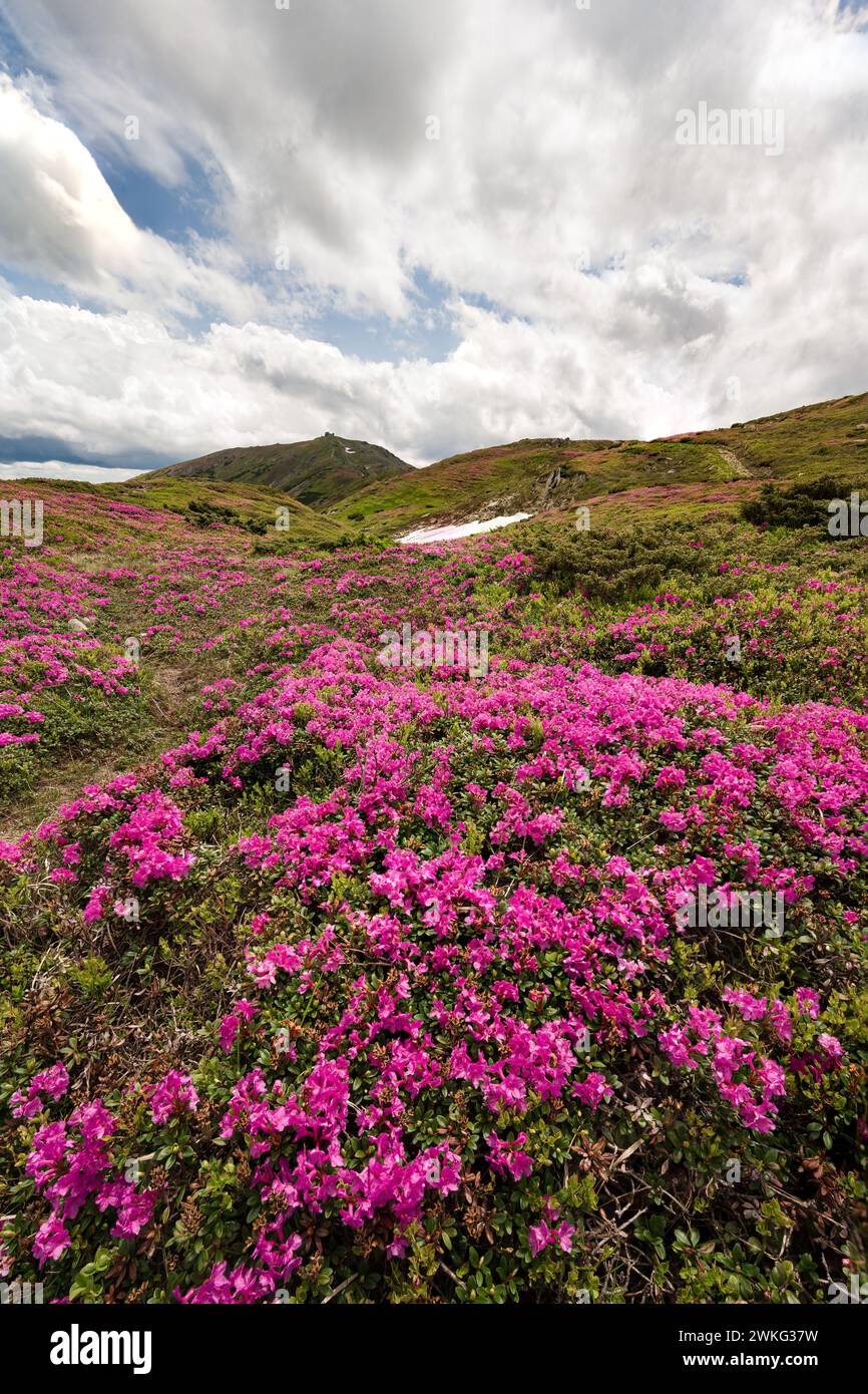 Blooming season of rhododendrons under the peak of Pip Ivan Chornohirskyi mountain, summer season in the Carpathians. Stock Photo