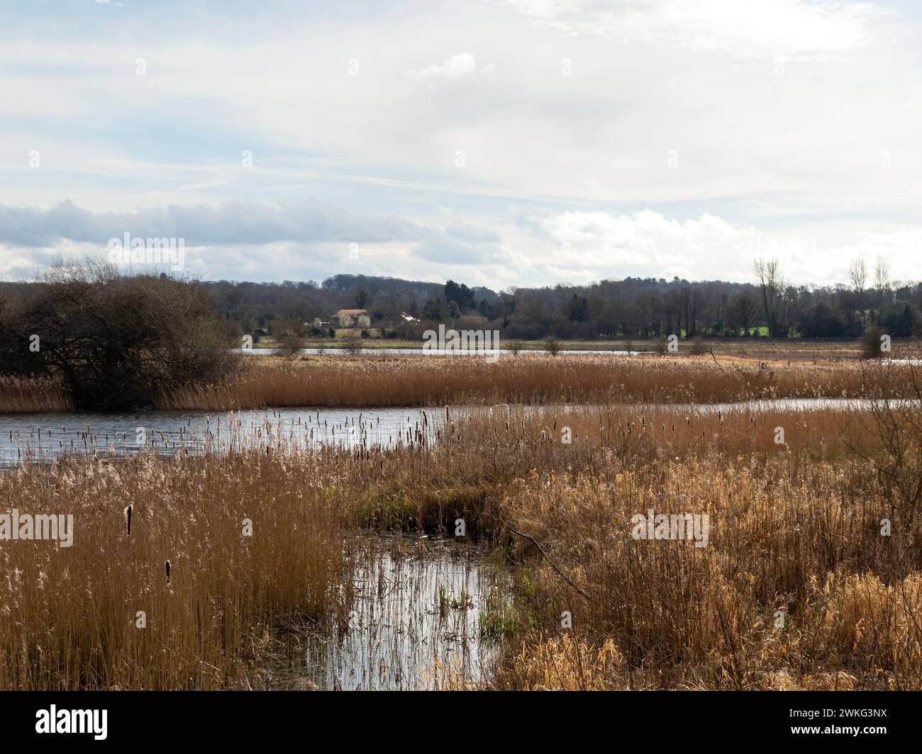 Wetland habitat at Staveley Nature Reserve, North Yorkshire, England Stock Photo