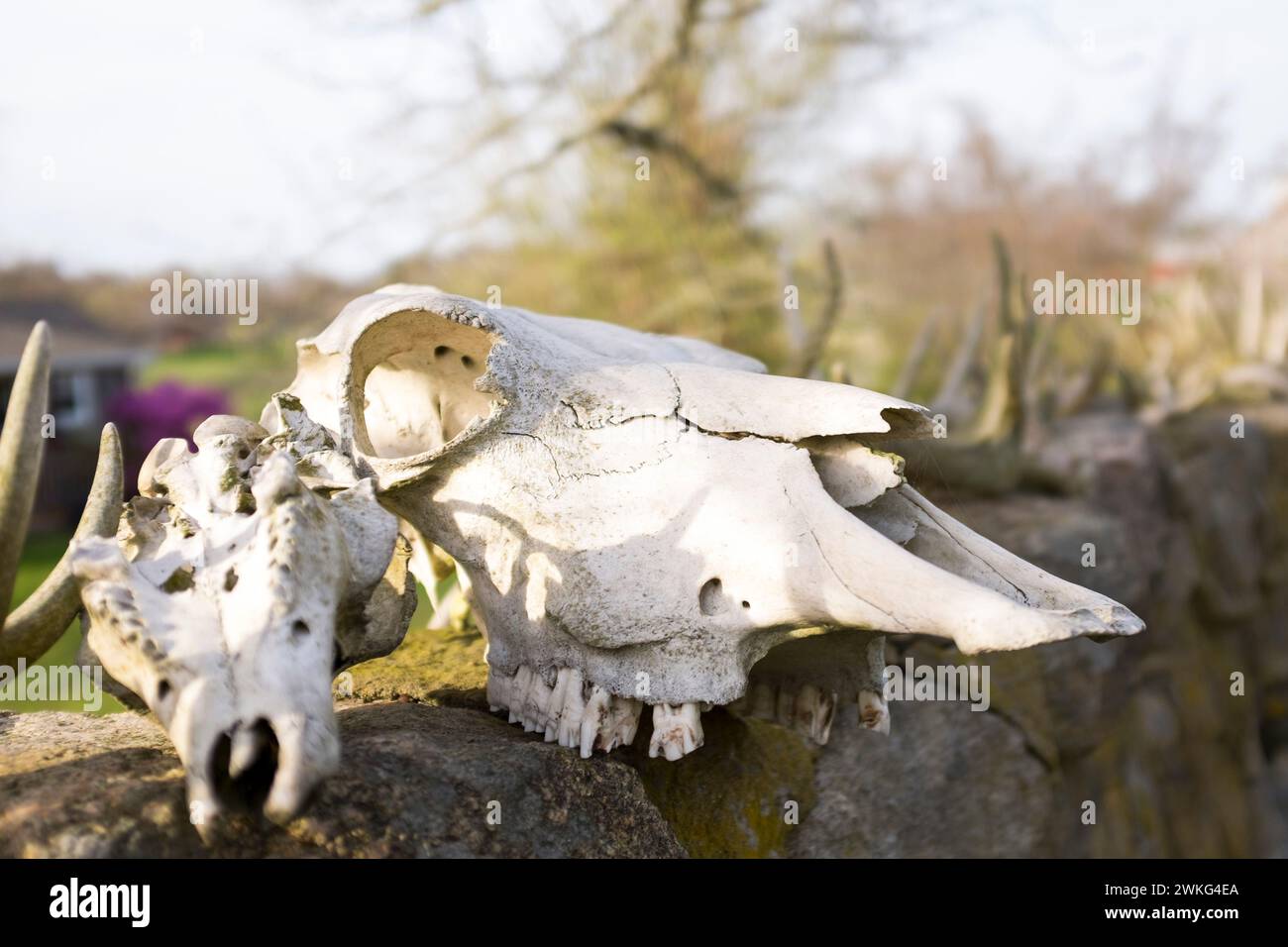Dried out animal skulls on a stone wall in Massachusetts, USA. Stock Photo