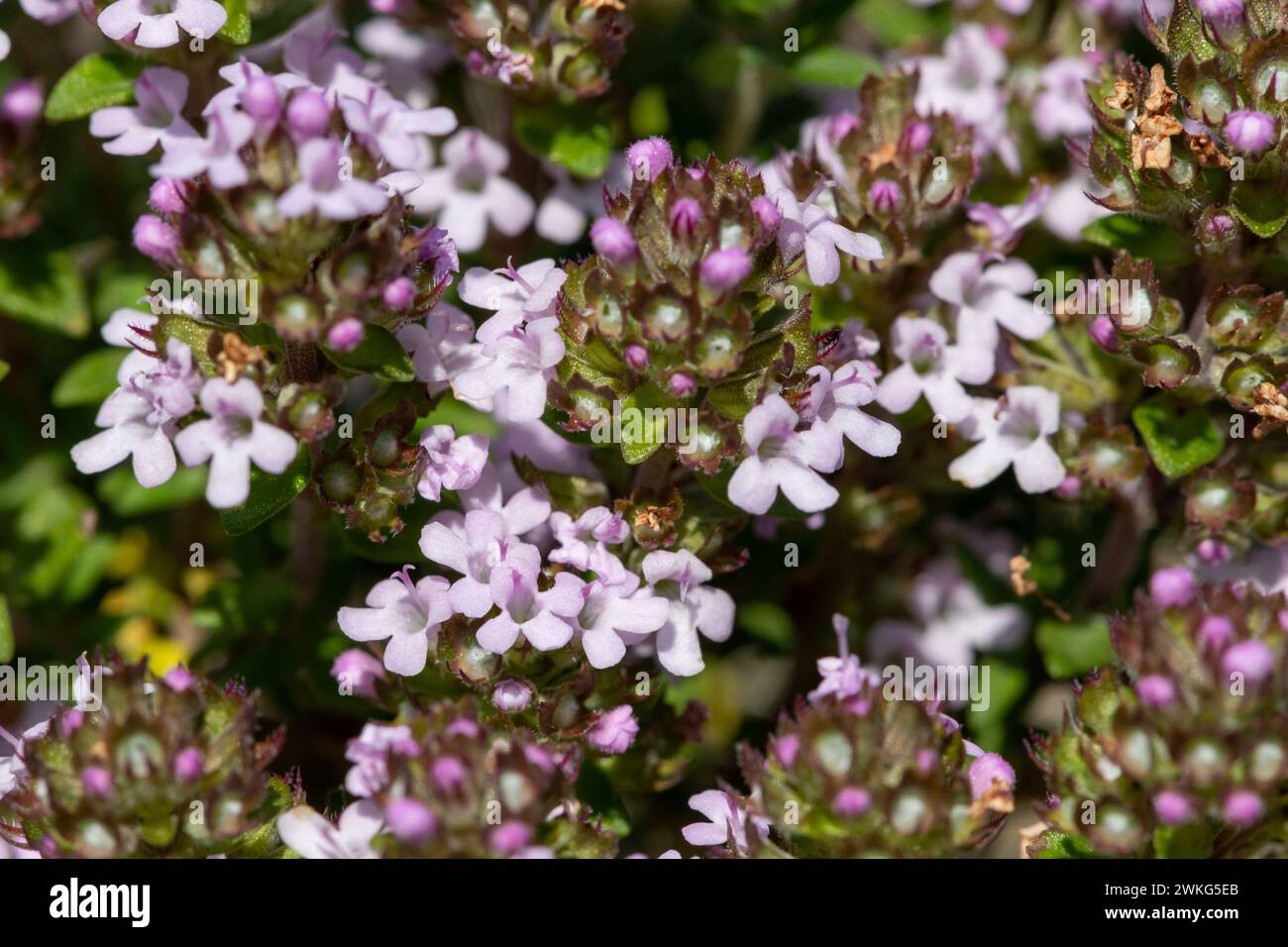 Close up of valerian (valeriana officinalis) flowers in bloom Stock Photo