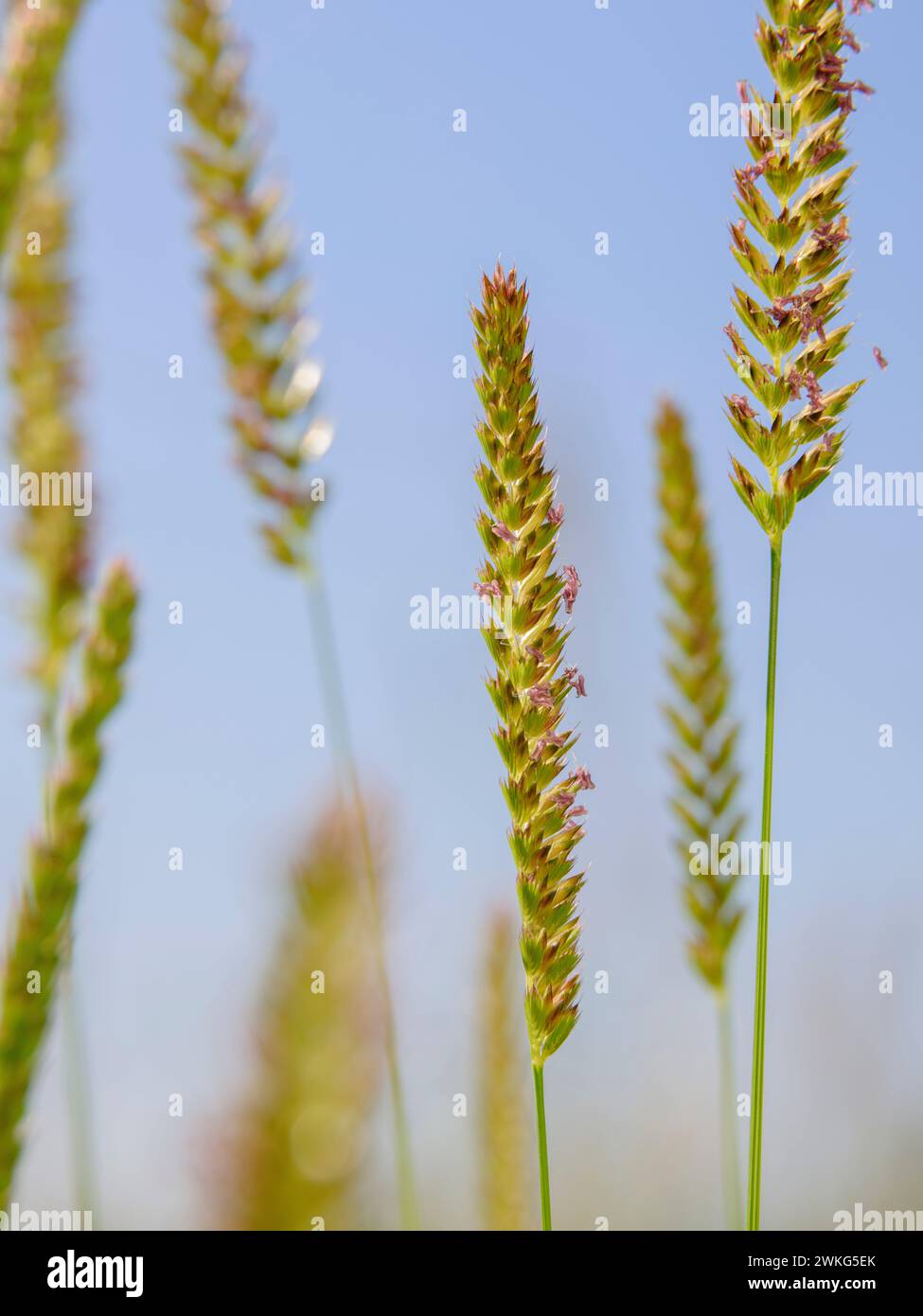 Crested dogs-tail grass among meadow grasses in a Sussex meadow. Stock Photo