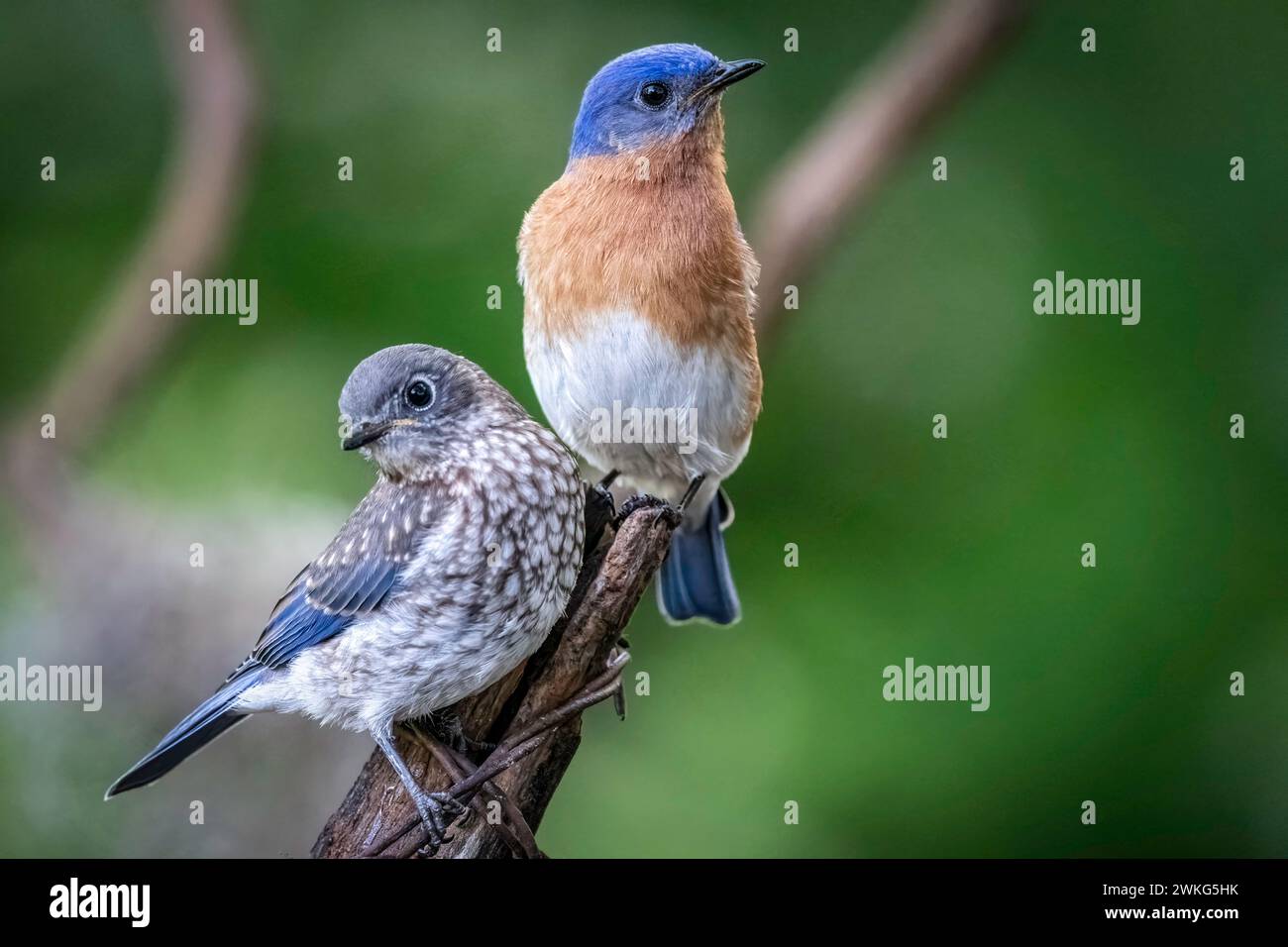 Dad and Baby Eastern Bluebird Stock Photo - Alamy