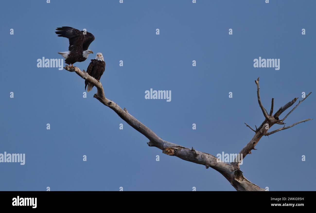 Eagle seems to fly in with an affectionate whisper to its partner in dead tree near Flight Deck along Autodrive at Bosque del Apache National Wildlife Stock Photo