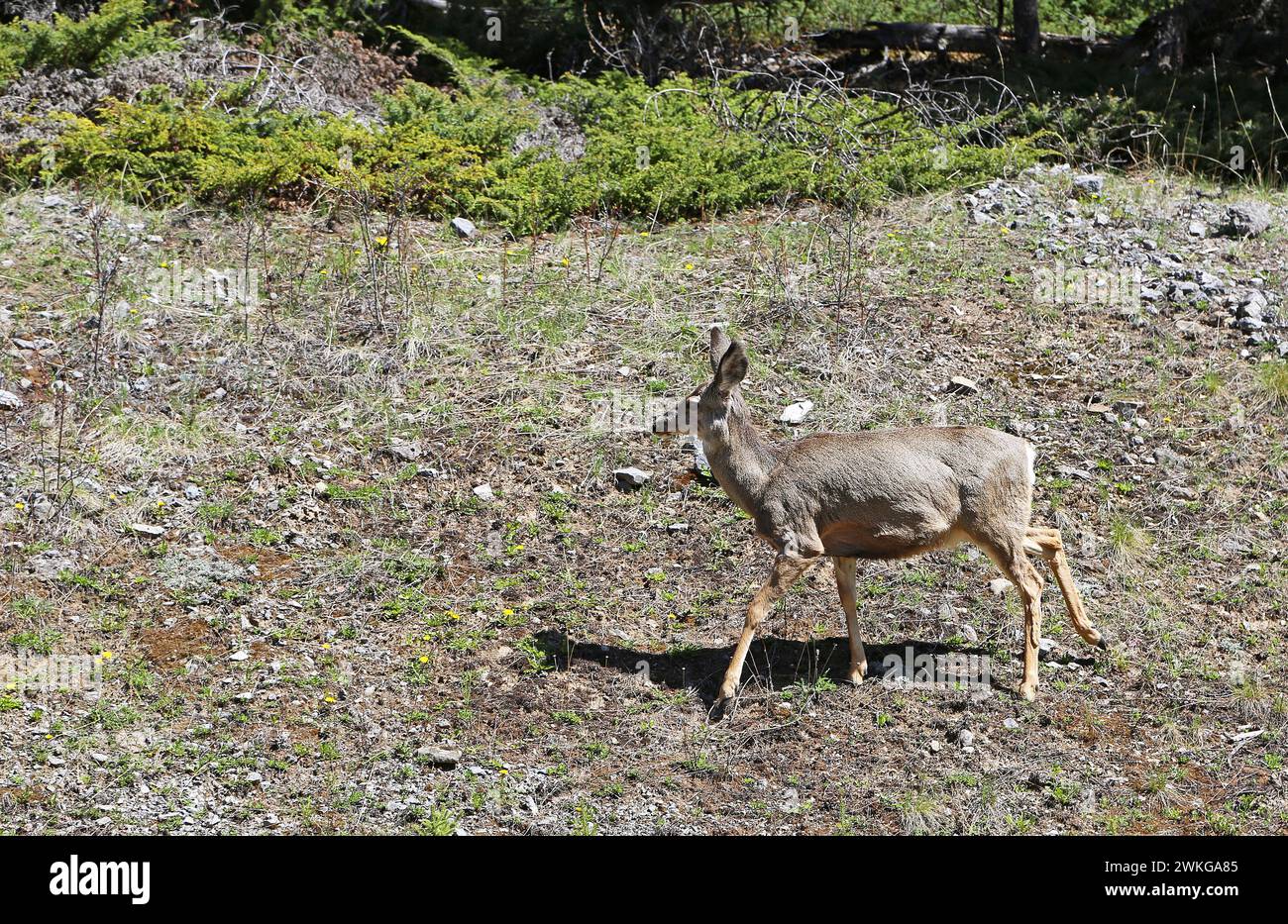 Female deer, Canada Stock Photo