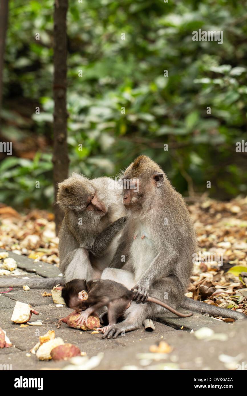 A family of primates sitting together in the forest. Forest of Monkeys ...