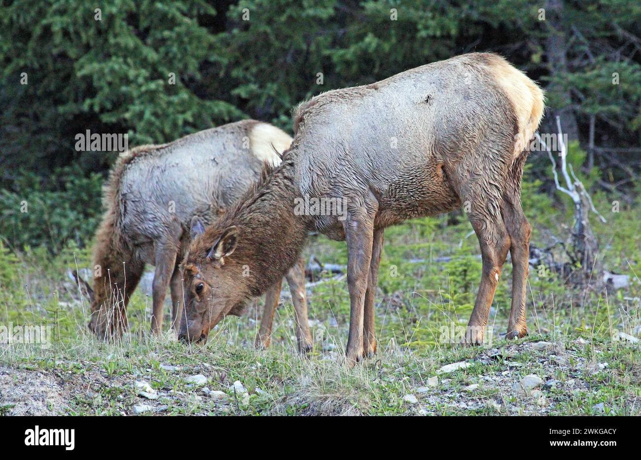 Two female elk - Canada Stock Photo