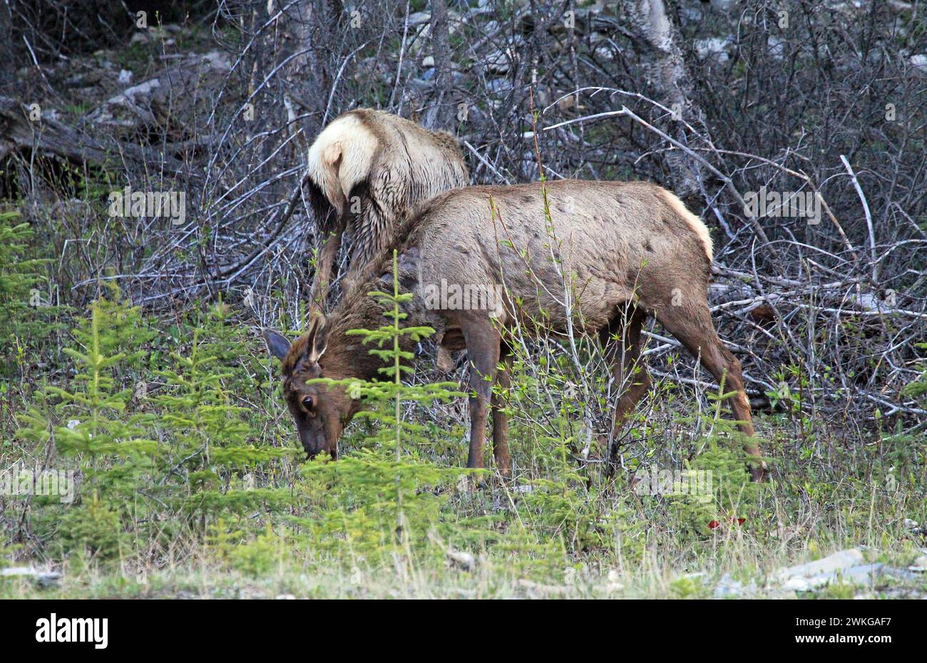 Female elk behind spruce tree - Canada Stock Photo