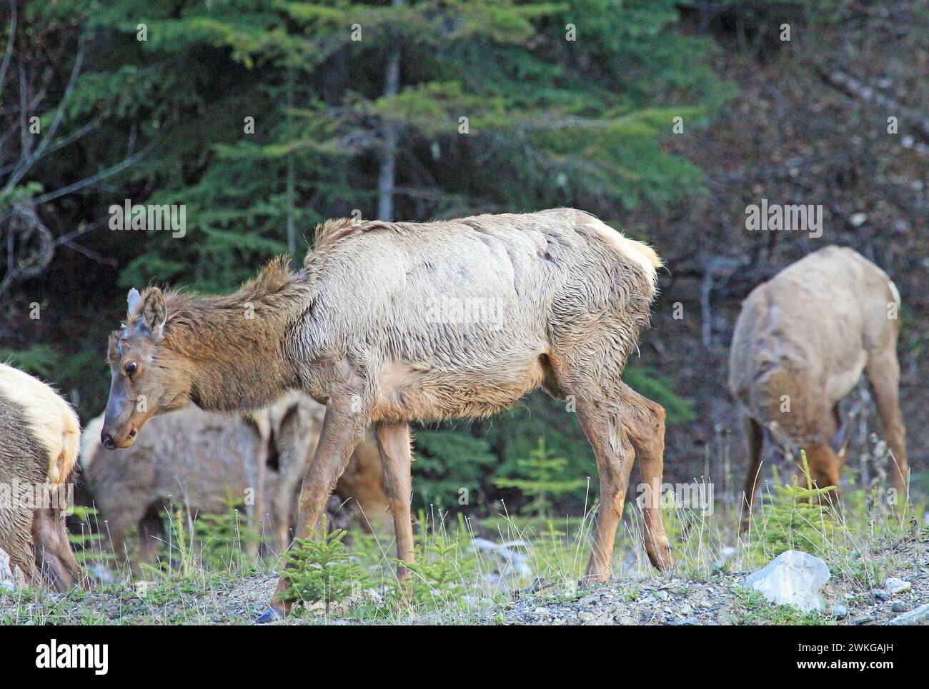 Female elk herd - Canada Stock Photo