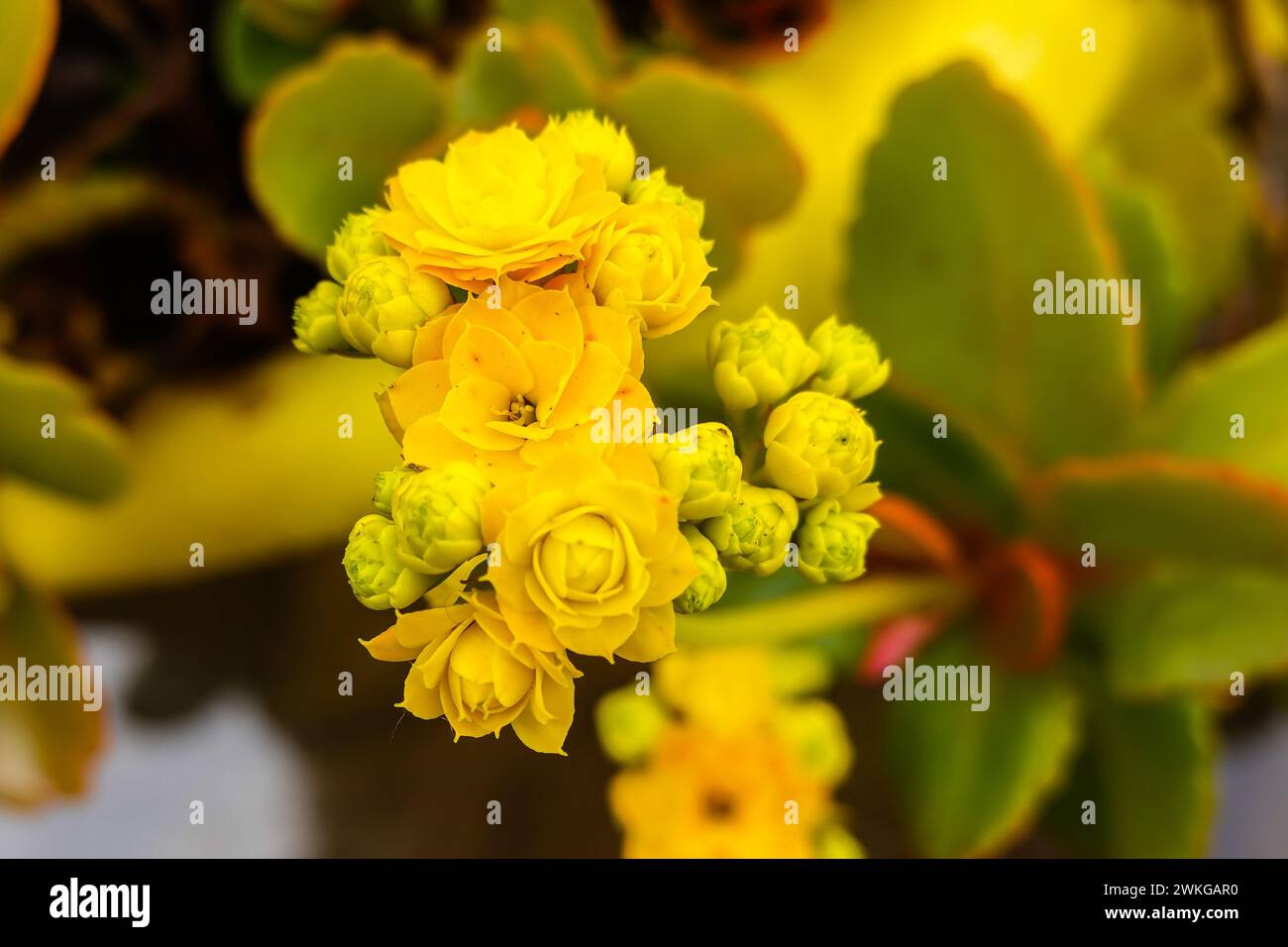 kalanchoe blossfeldiana 'calandiva yellow' California garden succulent . Stock Photo