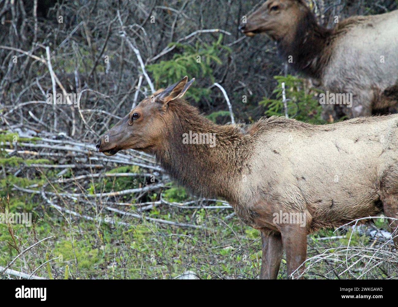 Female elk - Canada Stock Photo