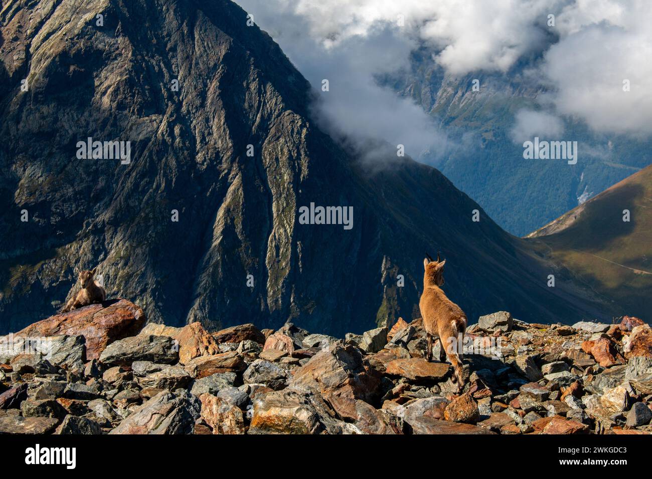 A baby and an adult goats in French Alps on the hiking trail between Nid d'Aigle and Refuge de Tete Rousse, Massif du Mont Blanc, September, France Stock Photo