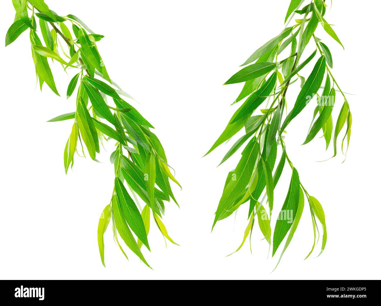Green willow tree leaves isolated. Willow branches. Fresh green willow