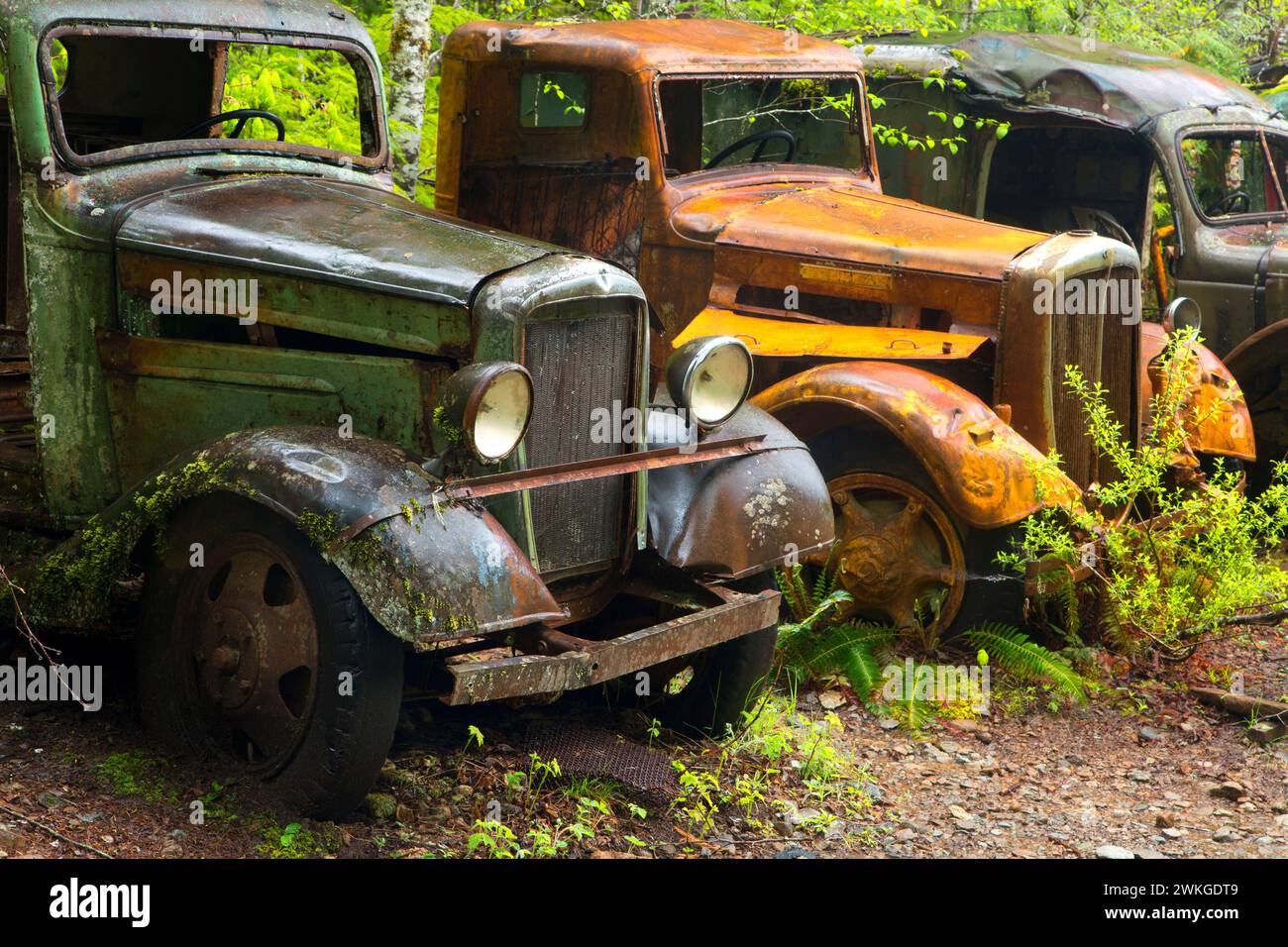 Old trucks at Jawbone Flats, Opal Creek Scenic Recreation Area, Willamette National Forest, Oregon Stock Photo