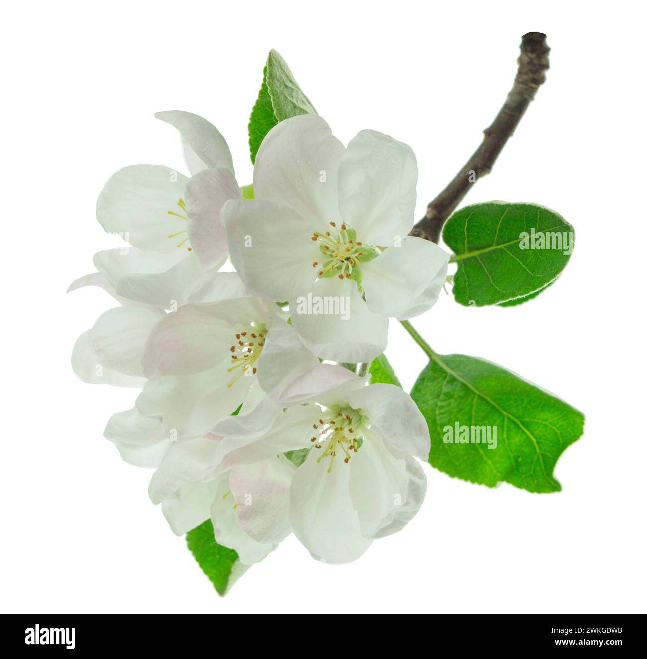 Blooming branch apple tree with bright white flowers in spring. isolated.  Banner. Apple tree flowers . Spring and white flowers bloom. Blooming garde Stock Photo
