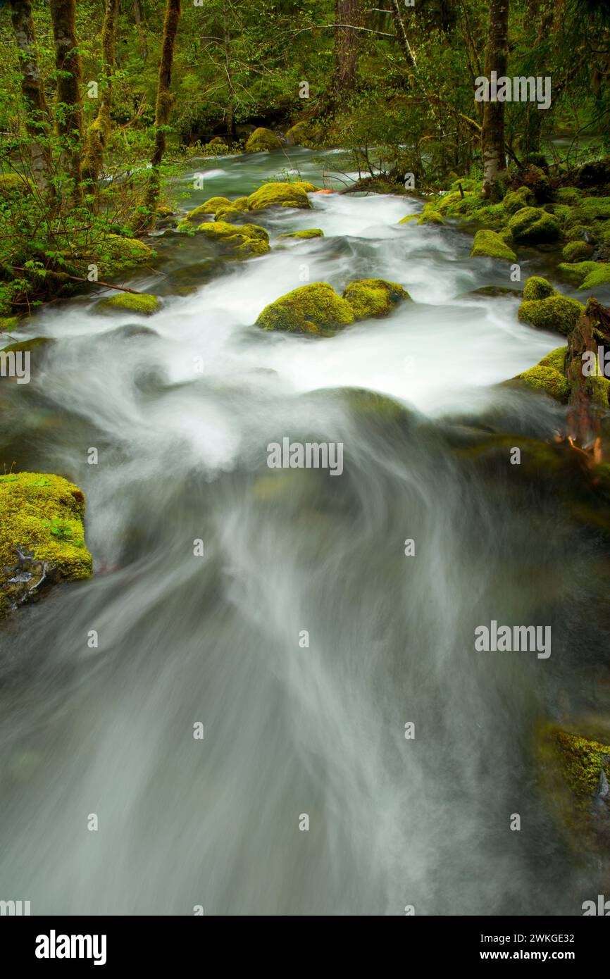 Creek along Kopetski Trail, Opal Creek Scenic Recreation Area, Willamette National Forest, Oregon Stock Photo