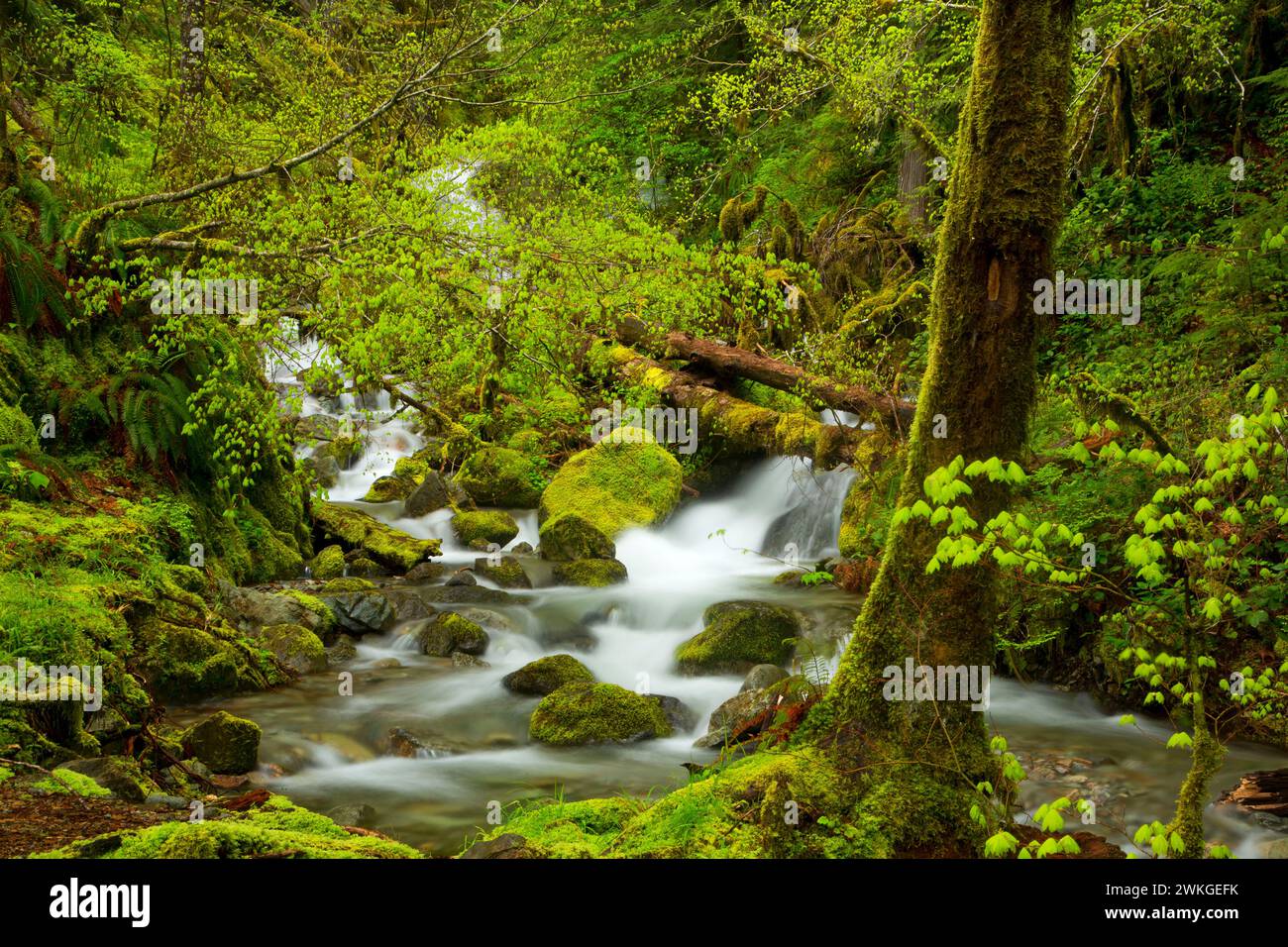 Creek in ancient forest, Opal Creek Scenic Recreation Area, Willamette National Forest, Oregon Stock Photo