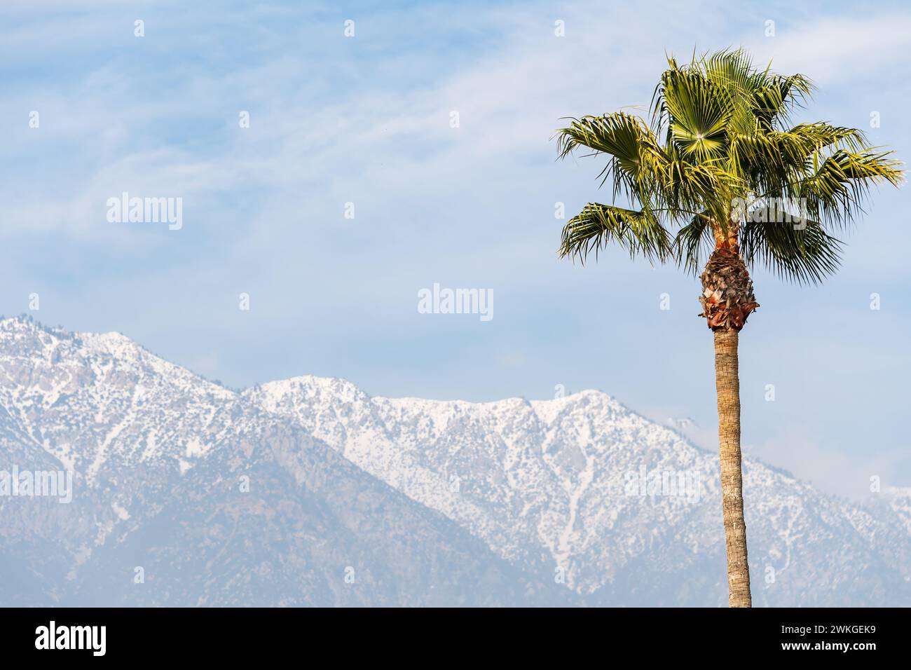 Foreground frame right: Palm tree. Middle ground: San Gabriel foothills. Background: snow-covered San Gabriel mountains Southern California. Stock Photo