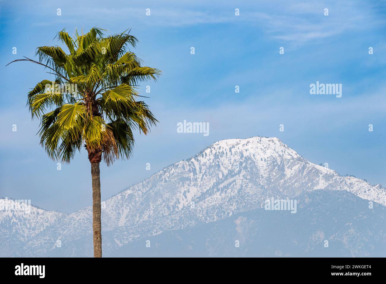 Foreground: Palm tree. Middle ground: San Gabriel foothills. Background: snow-covered 8,862-foot Cucamonga Peak in Southern California. Stock Photo