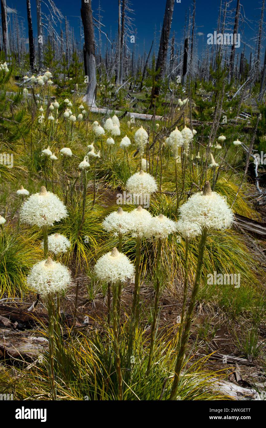 Beargrass In B&B Fire Zone Along Pacific Crest Trail, Willamette ...