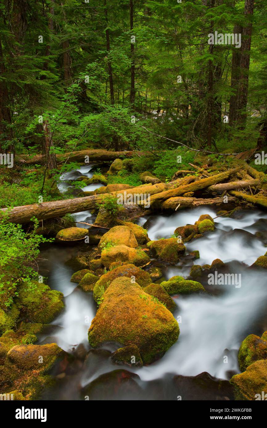 Roaring Creek along South Breitenbush National Recreation Trail