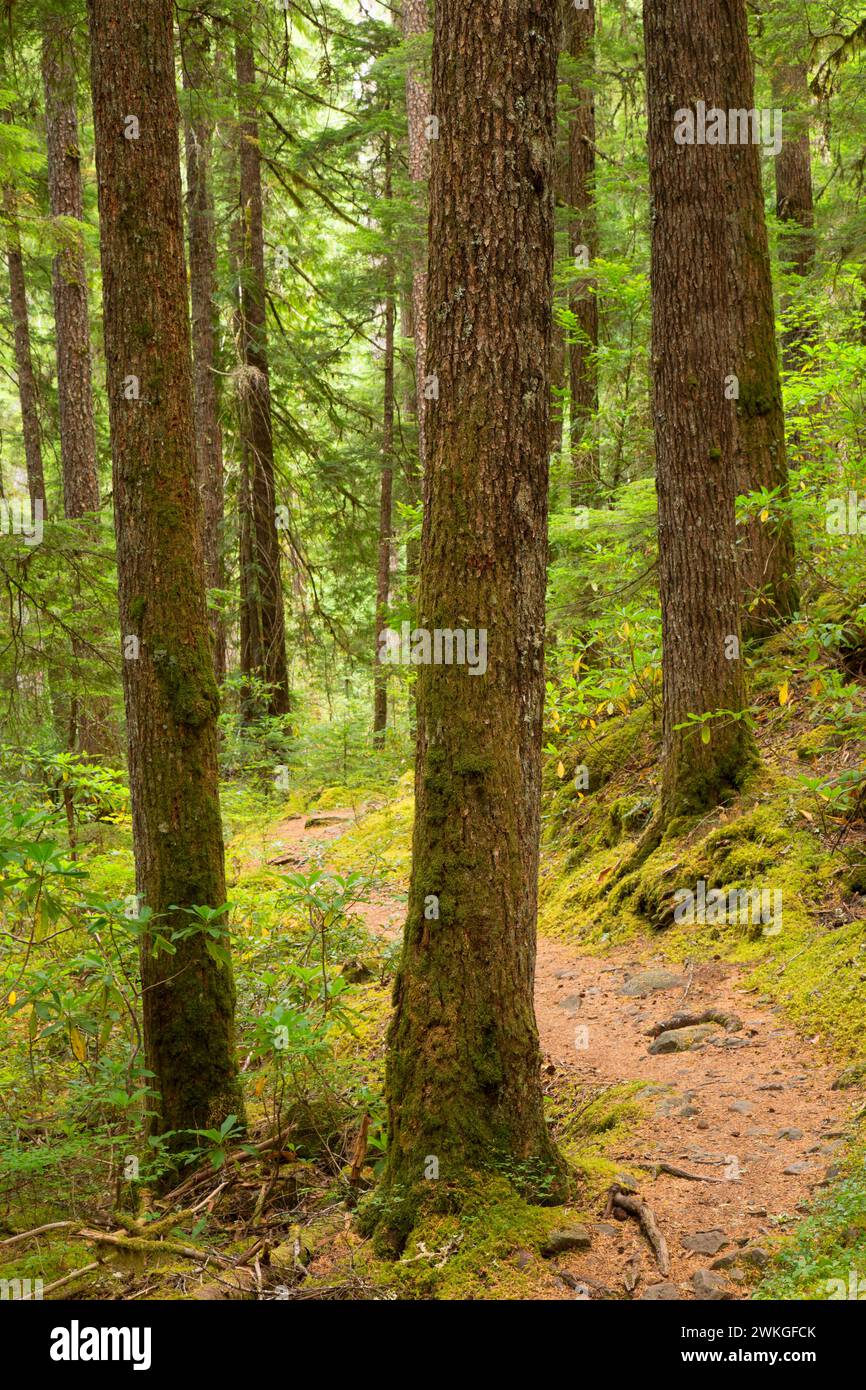 South Breitenbush National Recreation Trail, Willamette National