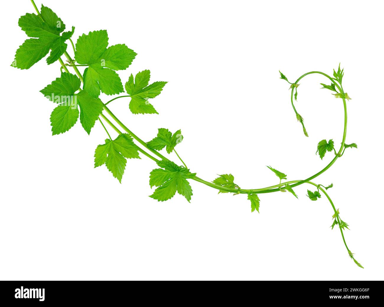 Green branches of hops with leaves, beautifully curved. Beauty in